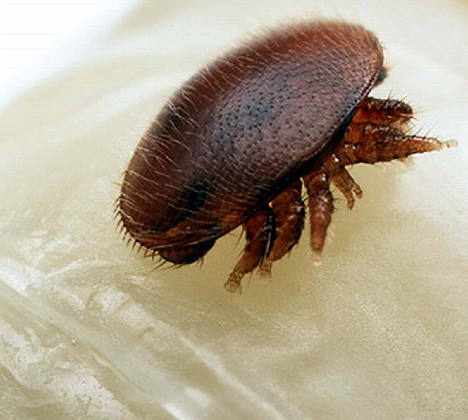 'Varroa' Türkiye’deki kovan varlığının yüzde 25’ini yedi