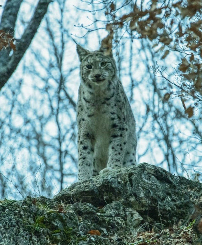 Kırmızı listedeki 'Vaşak' ilk defa bu kadar yakından görüntülendi