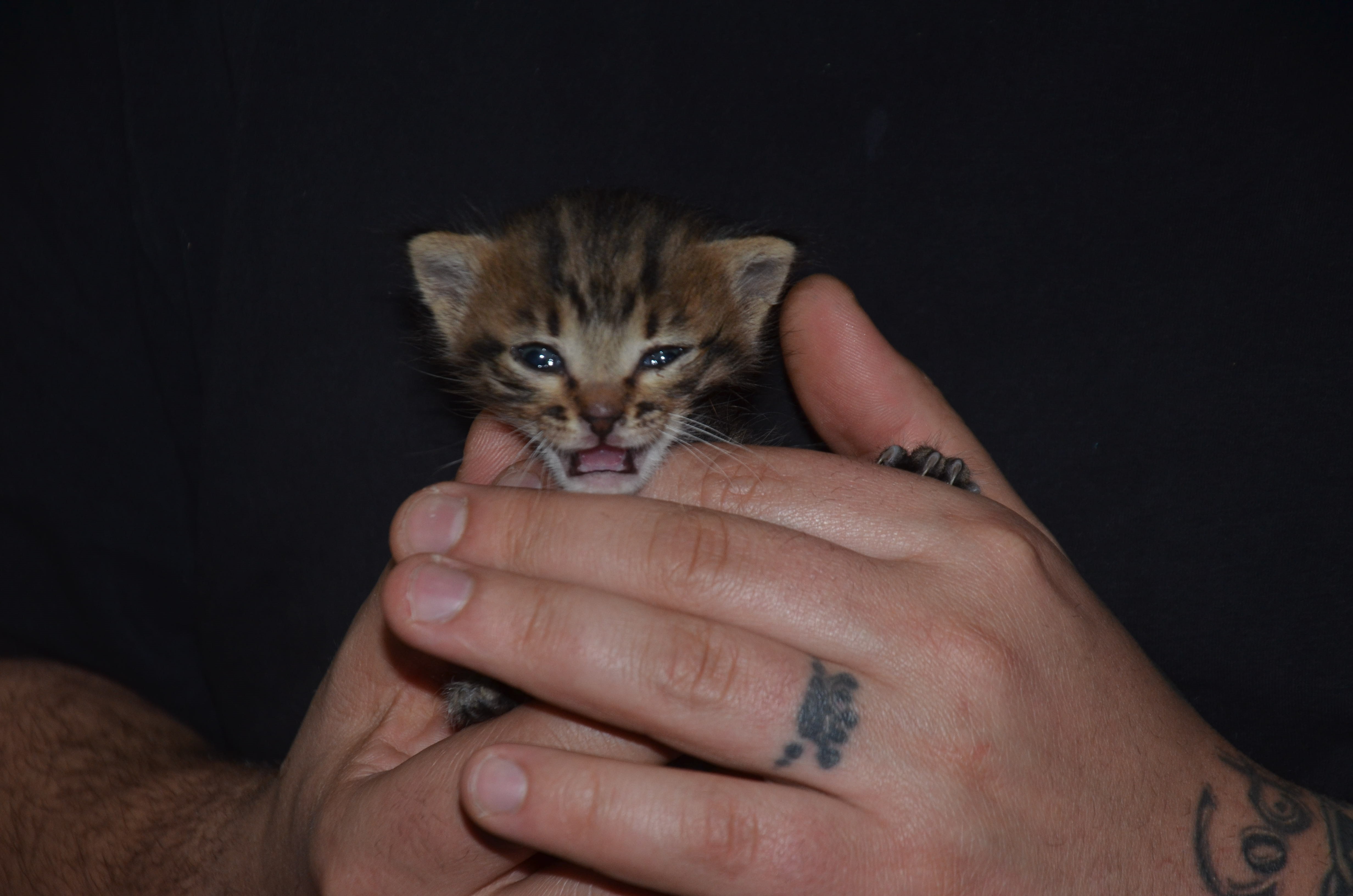 Genç kadın kedinin süt annesi oldu