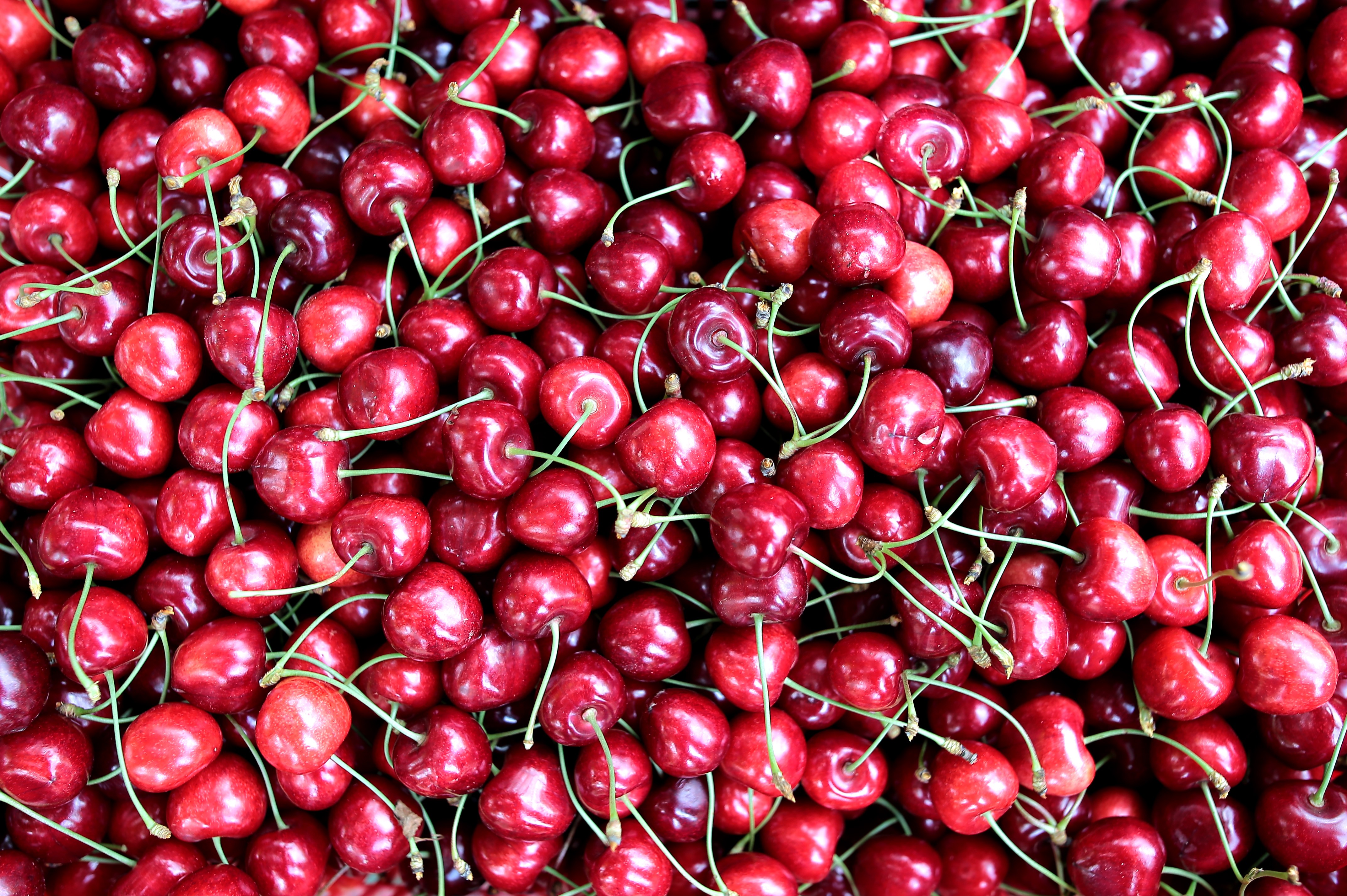 Türkiye'nin en kaliteli kirazını yetiştiriyorlar, tek şikayetleri para kazanamamak