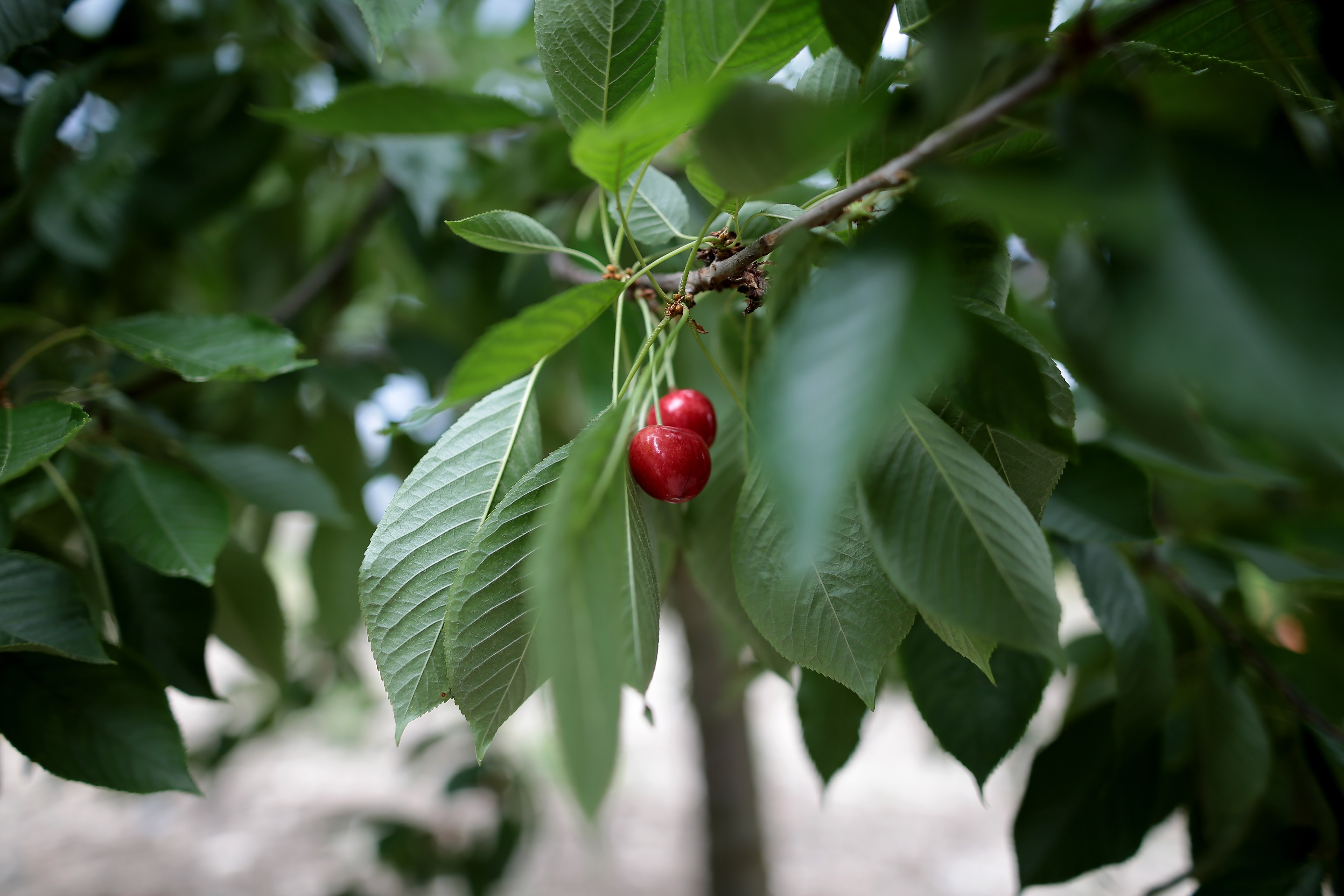 Türkiye'nin en kaliteli kirazını yetiştiriyorlar, tek şikayetleri para kazanamamak