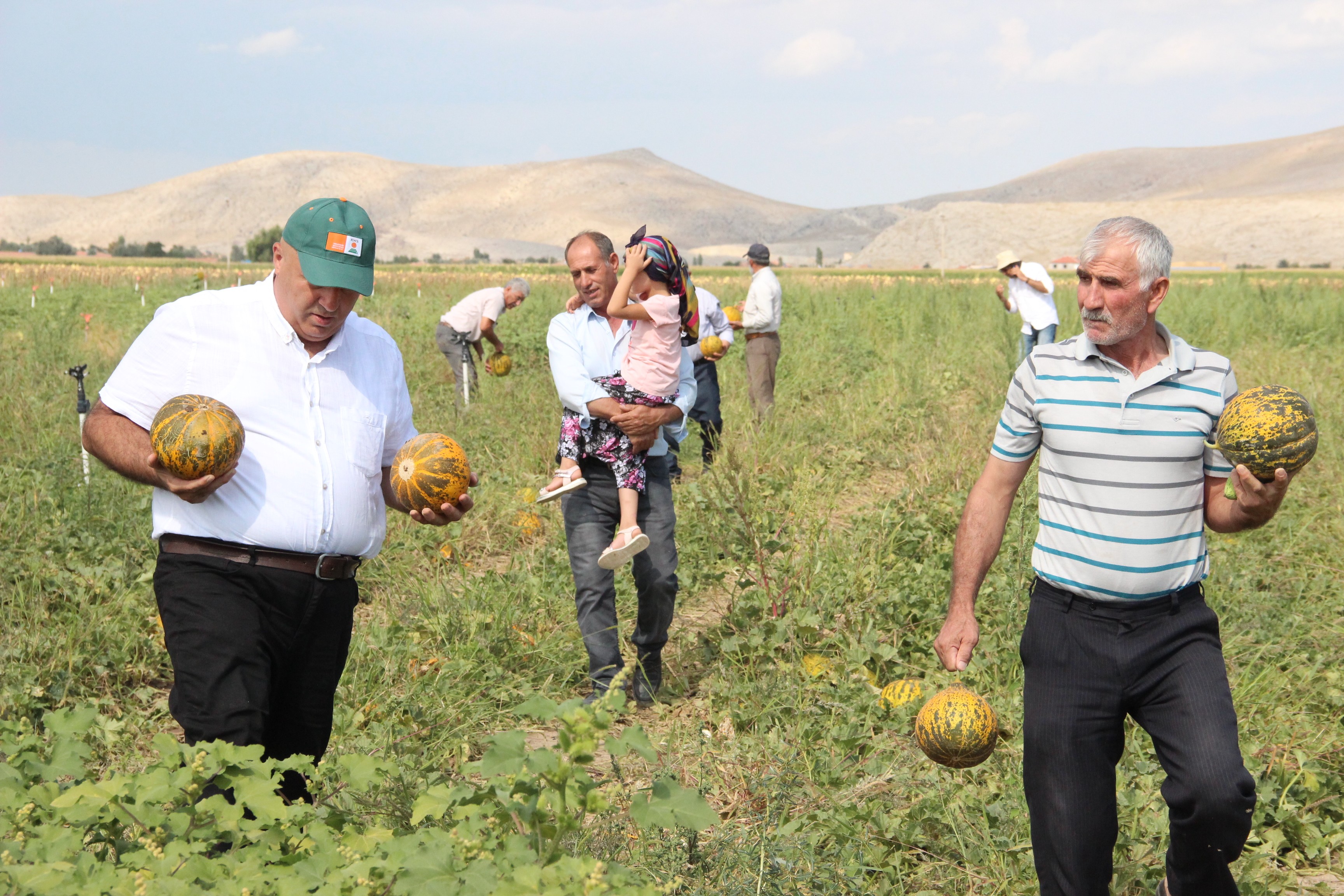 Karaman’da hasadı başlayan kavun üreticinin yüzünü güldürüyor