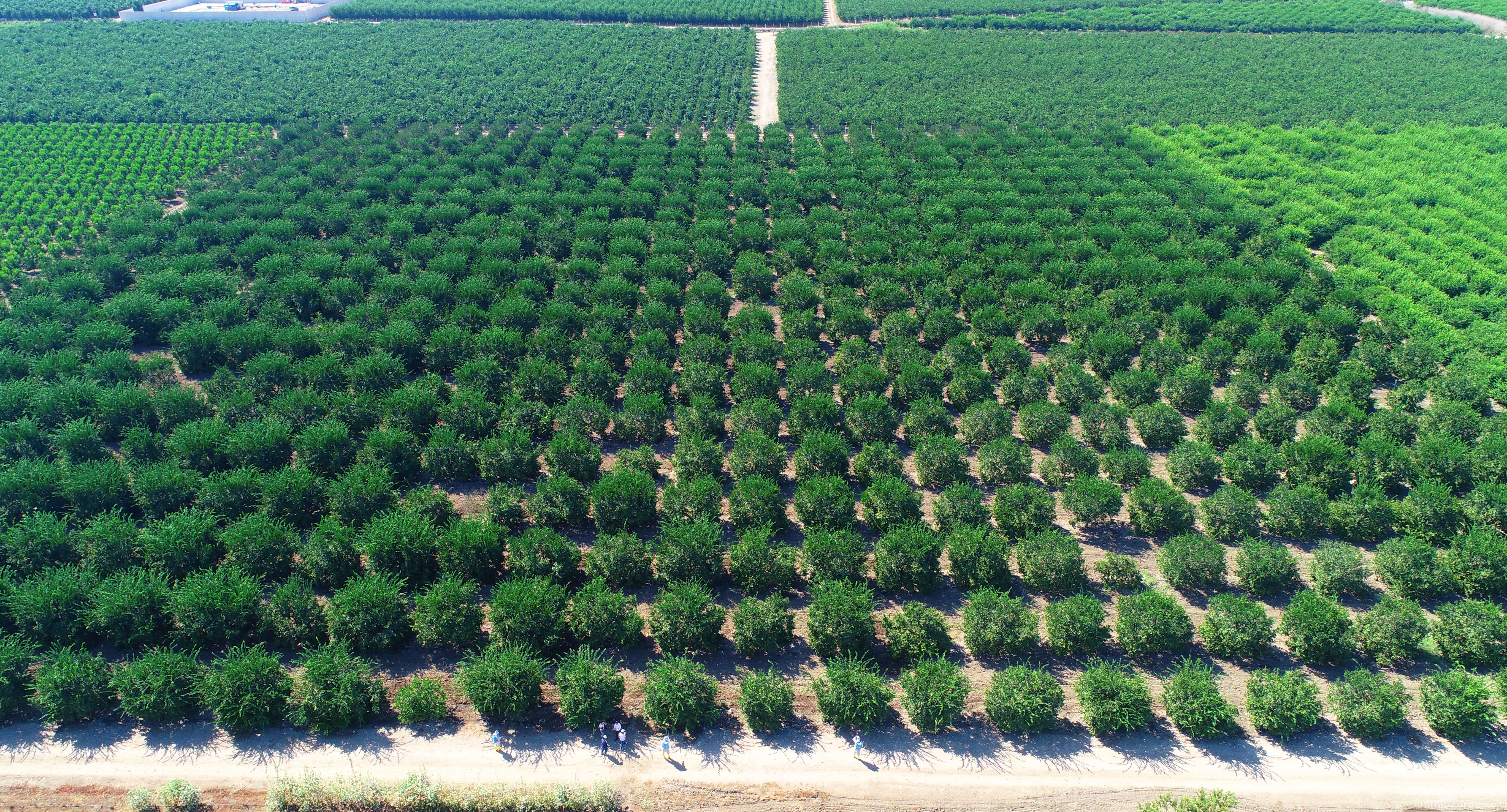 İhracatı durma noktasına getiren zararlıya karşı önlem artıyor