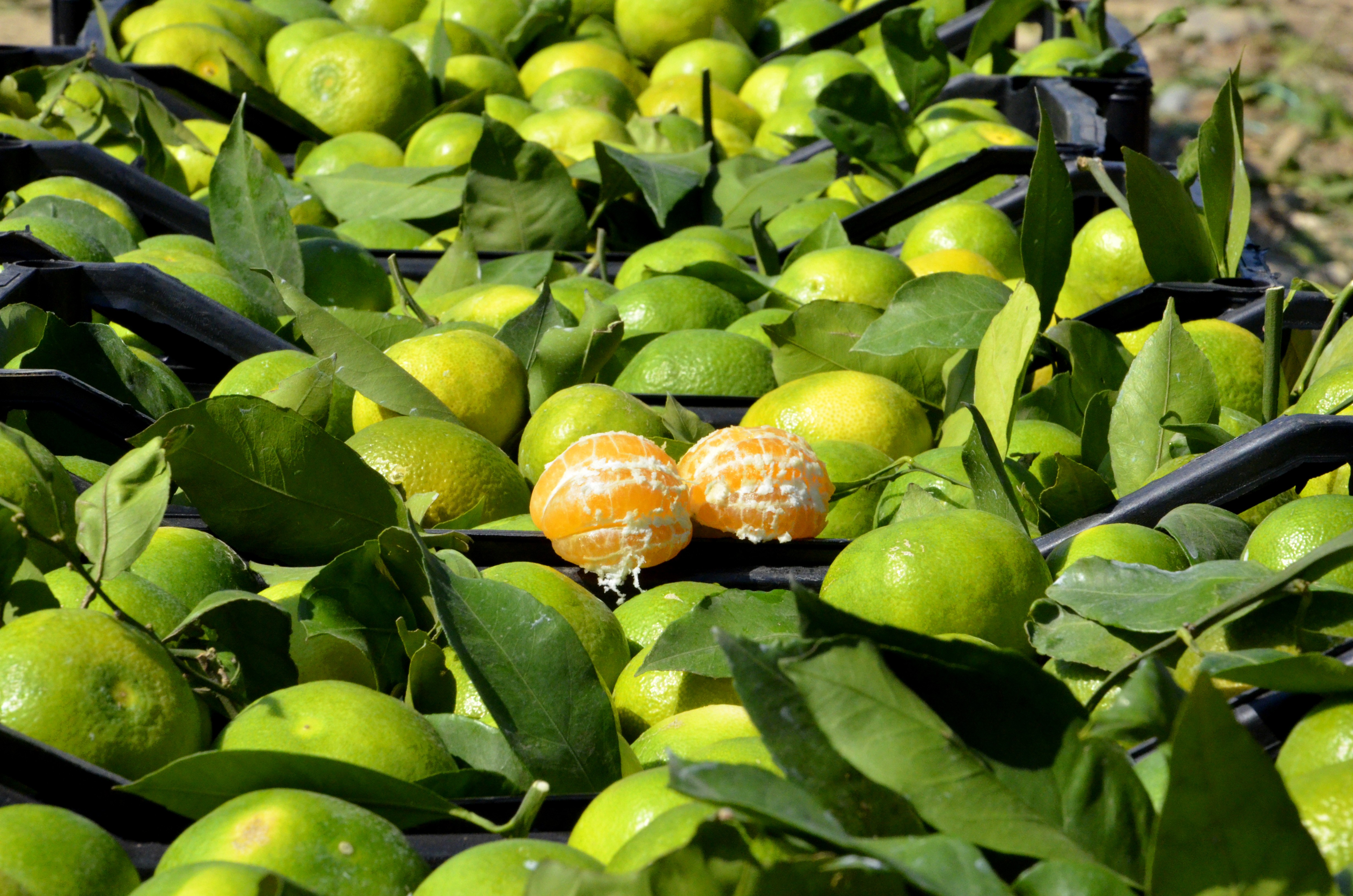 Adana’da mandalina hasadı başladı