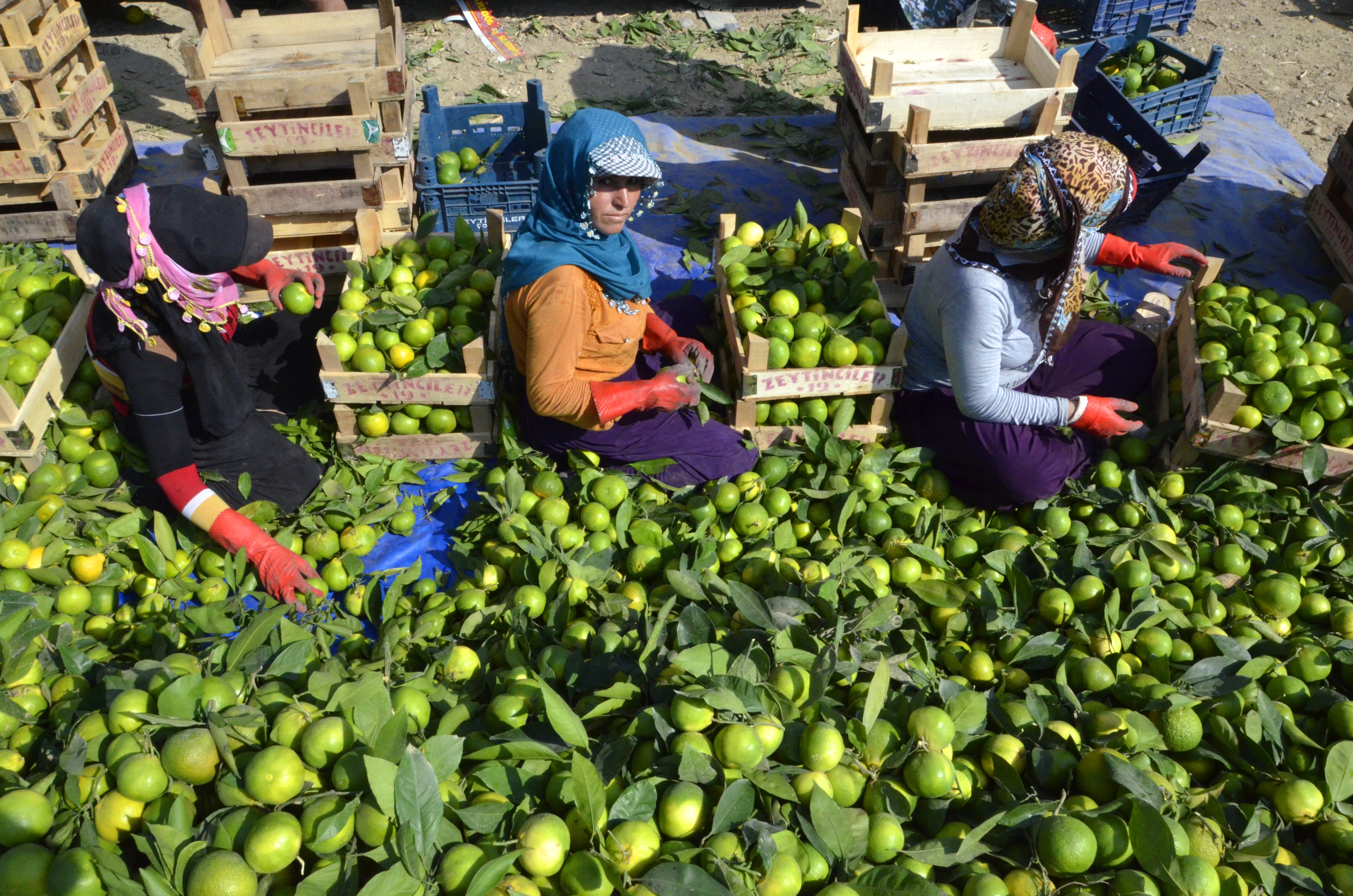 Adana’da mandalina hasadı başladı
