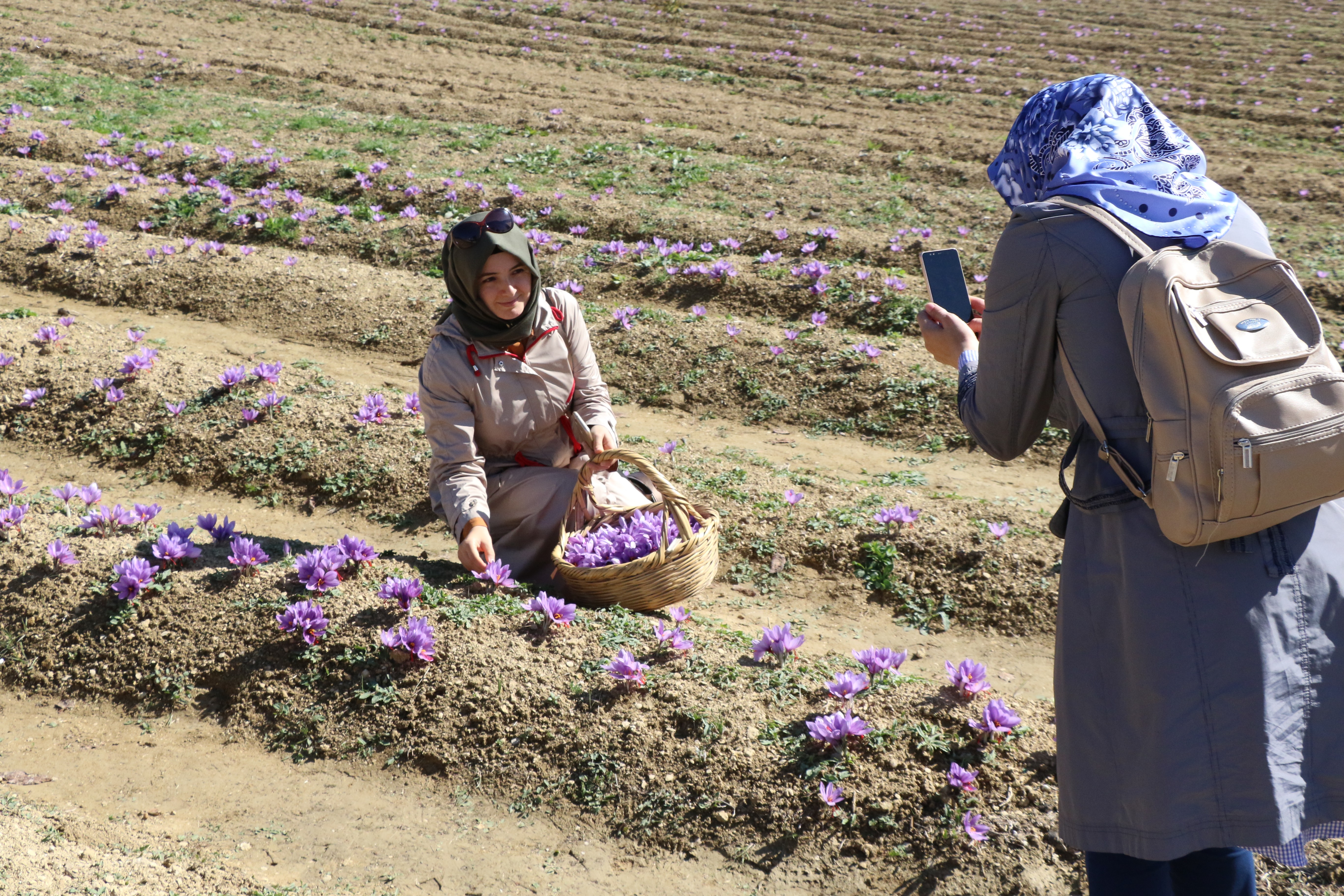 Turistlerin yeni gözdesi 'safran tarlaları'
