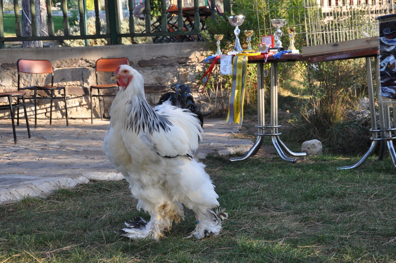 Araba parasına bir horoz iki tavuk