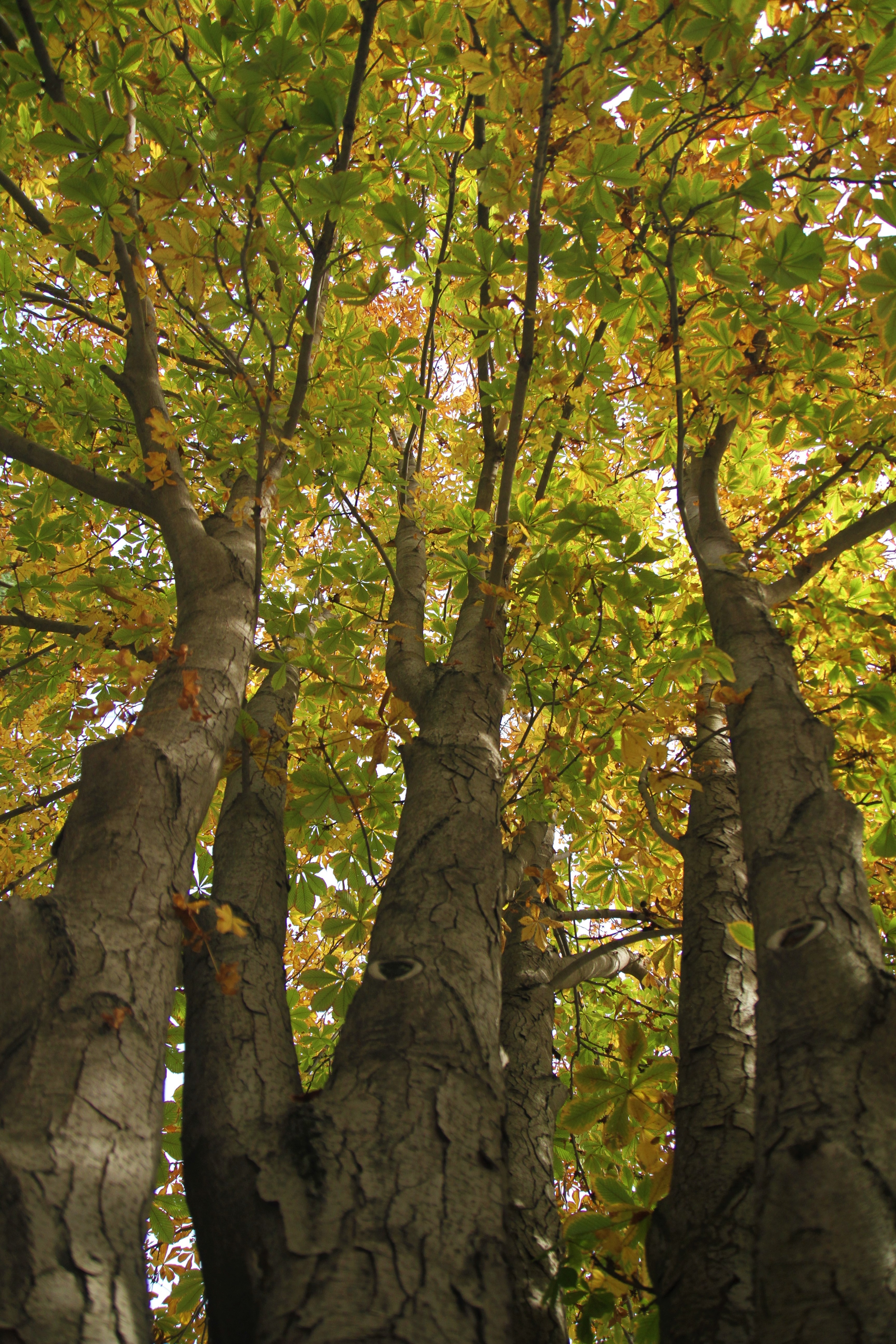Hekimdağ sonbahar renklerine büründü