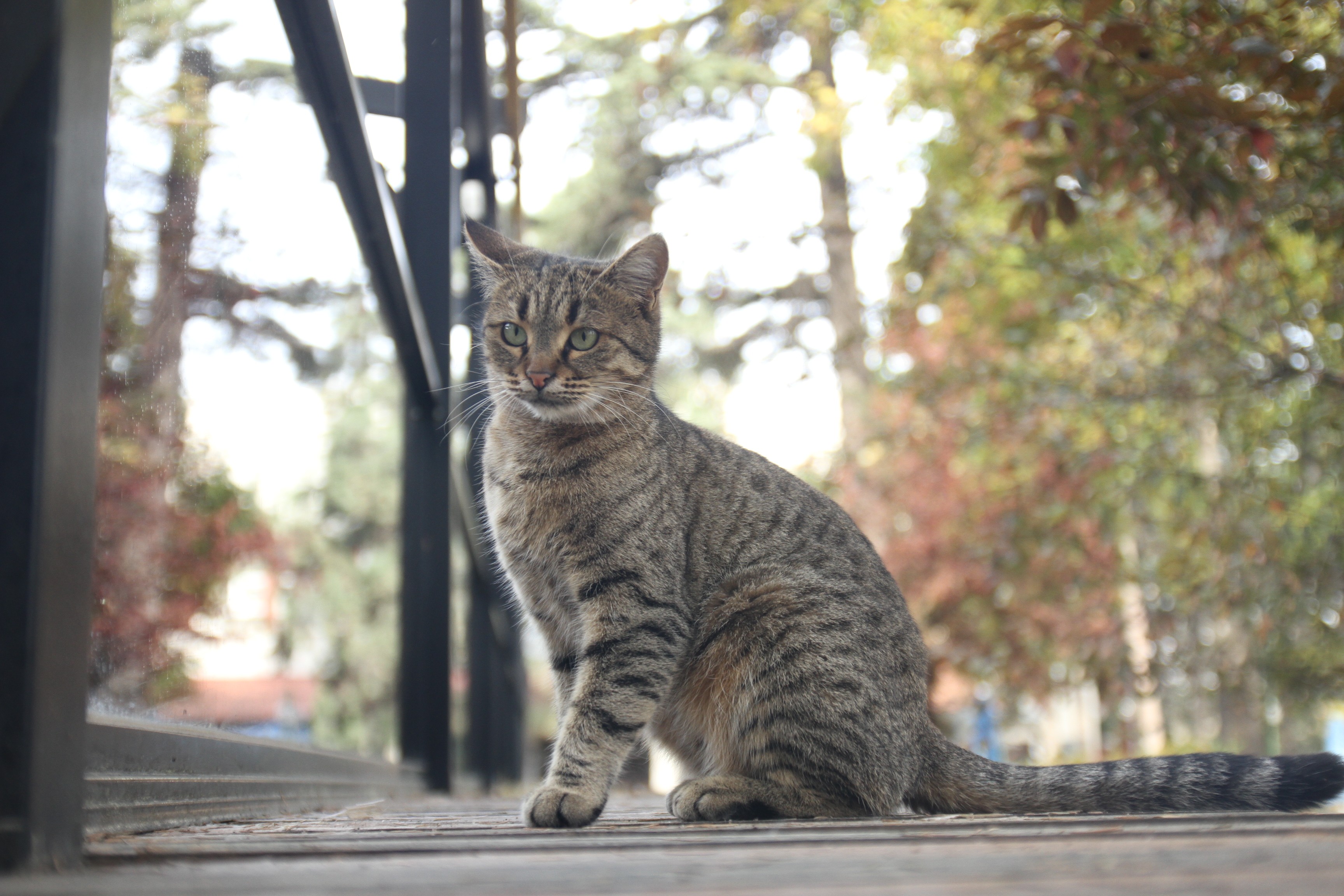 Hekimdağ sonbahar renklerine büründü