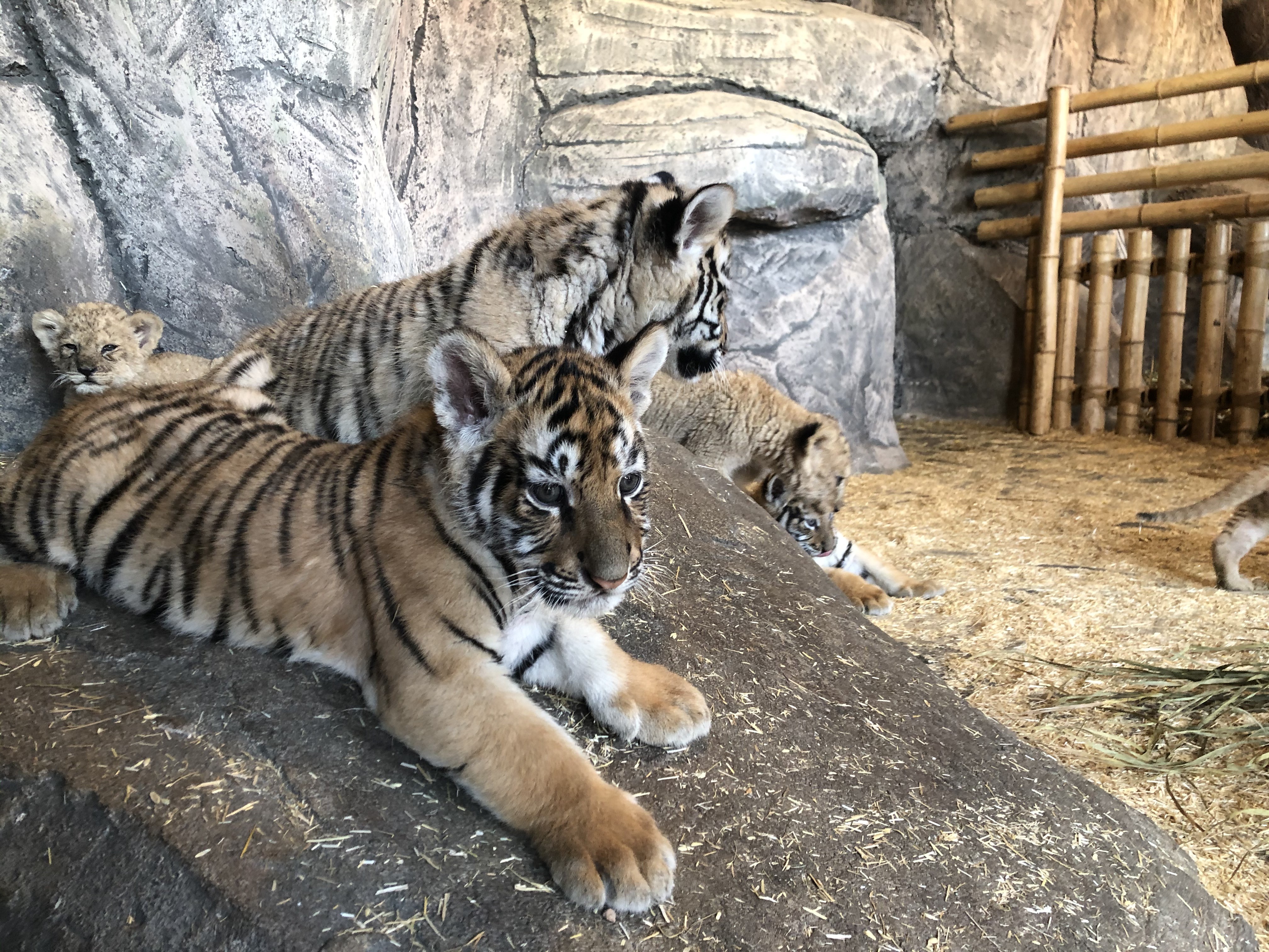 Aslan Park’ta 2 gün arayla 4 aslan ve 3 kaplan yavrusu dünyaya geldi