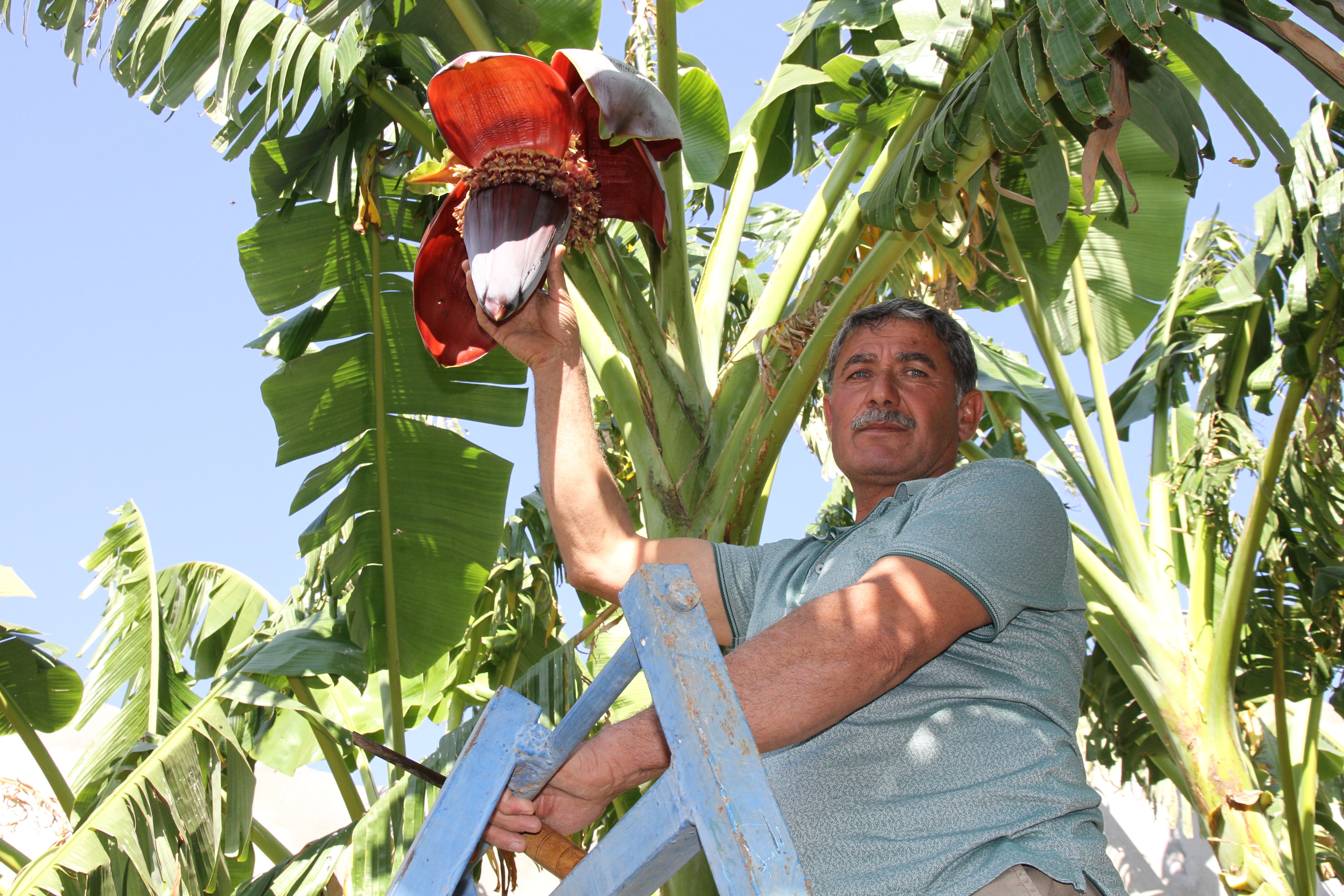 Mezopotamya ovasında Akdeniz iklimi meyveleri yetişmeye başladı