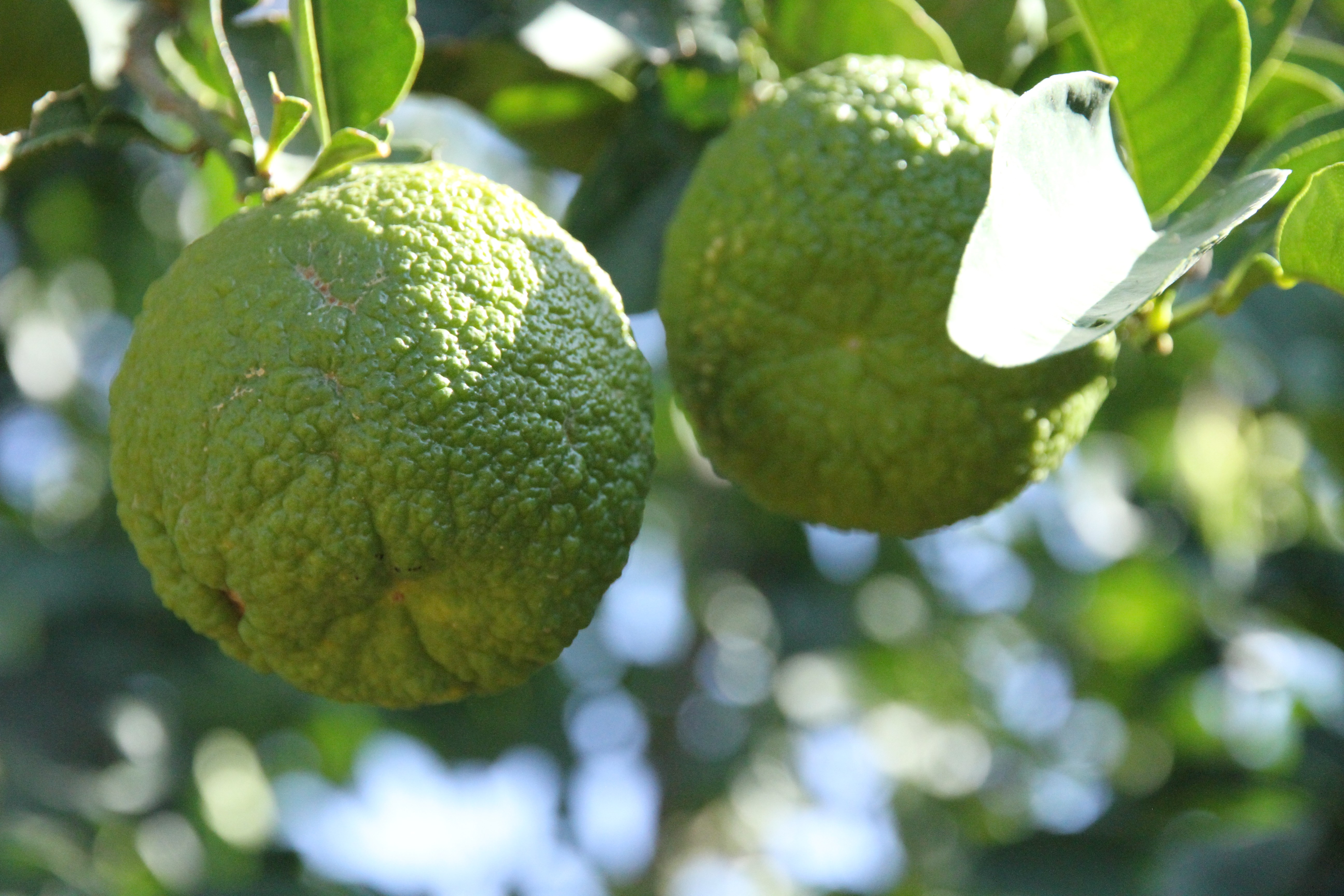 Mezopotamya ovasında Akdeniz iklimi meyveleri yetişmeye başladı