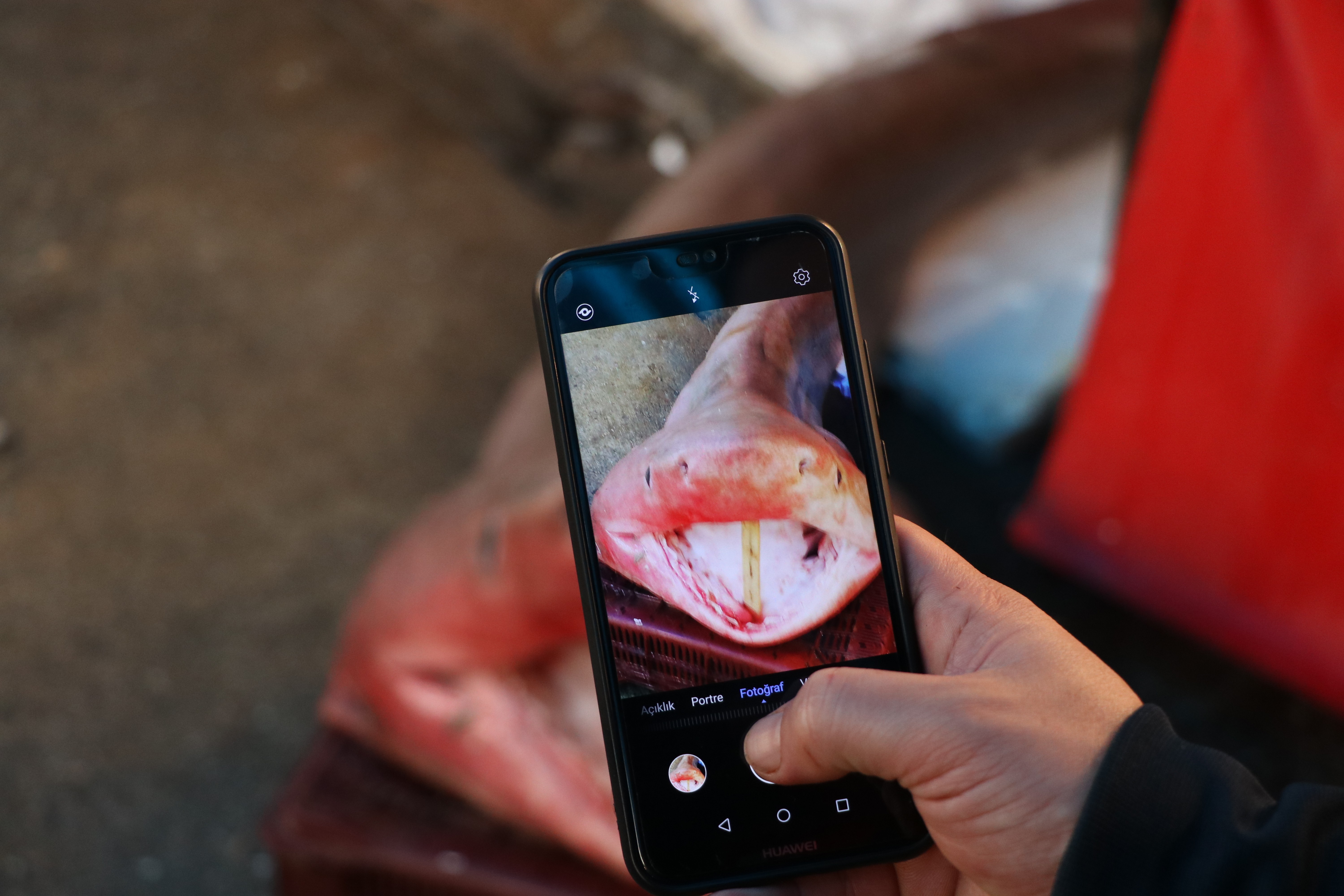 Dev köpek balığı, balıkçıların ağına takıldı