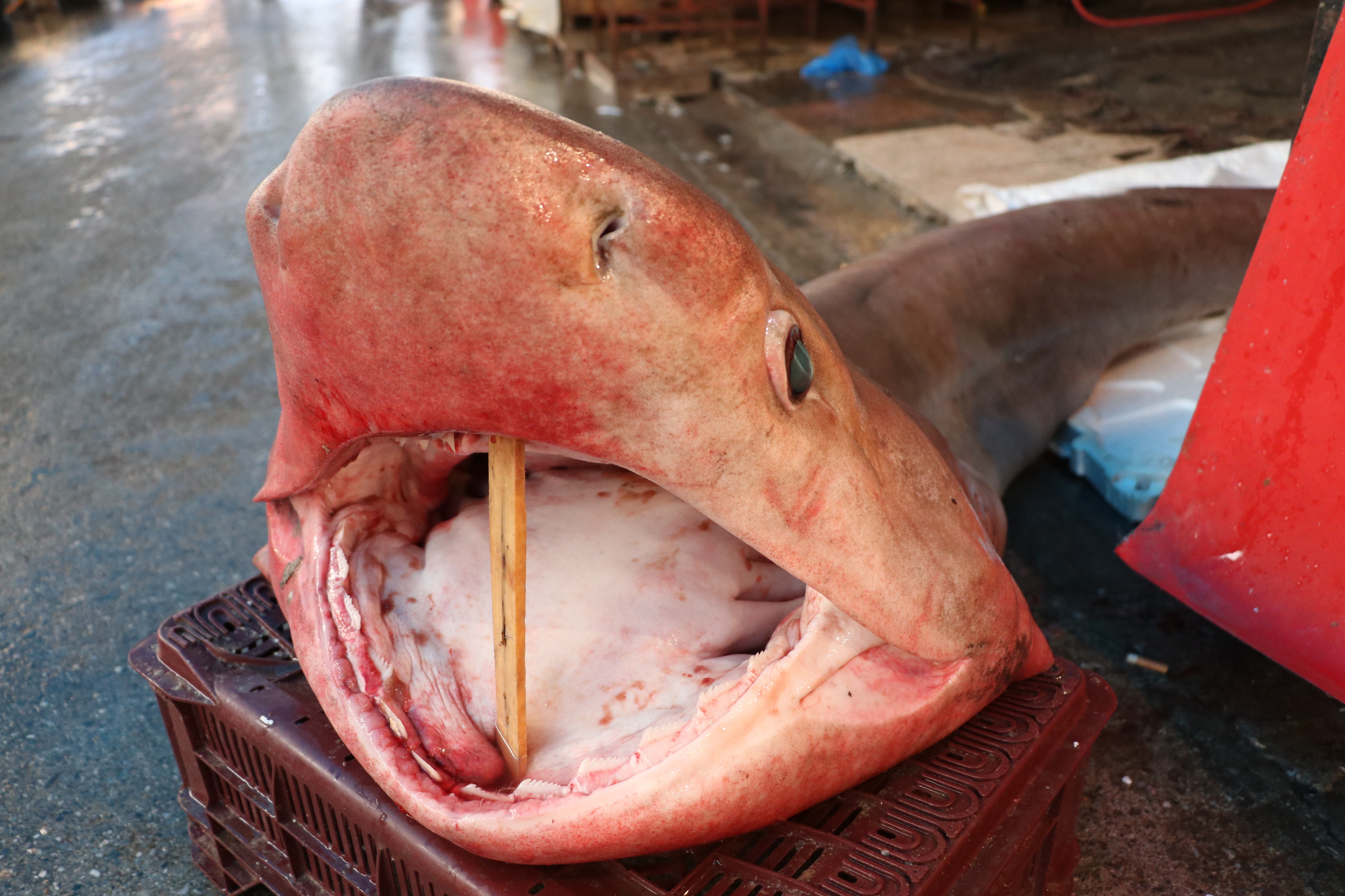 Dev köpek balığı, balıkçıların ağına takıldı