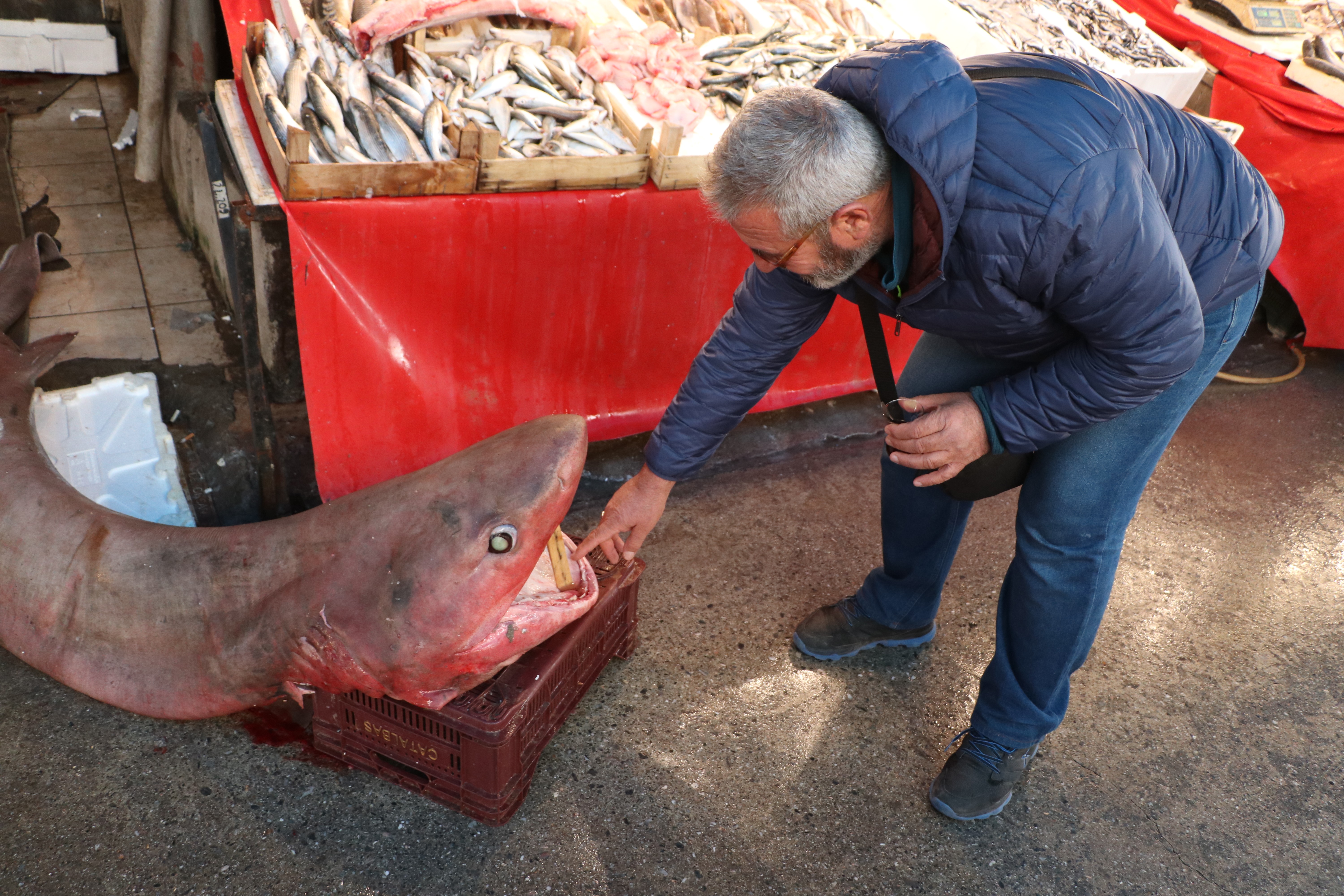Dev köpek balığı, balıkçıların ağına takıldı