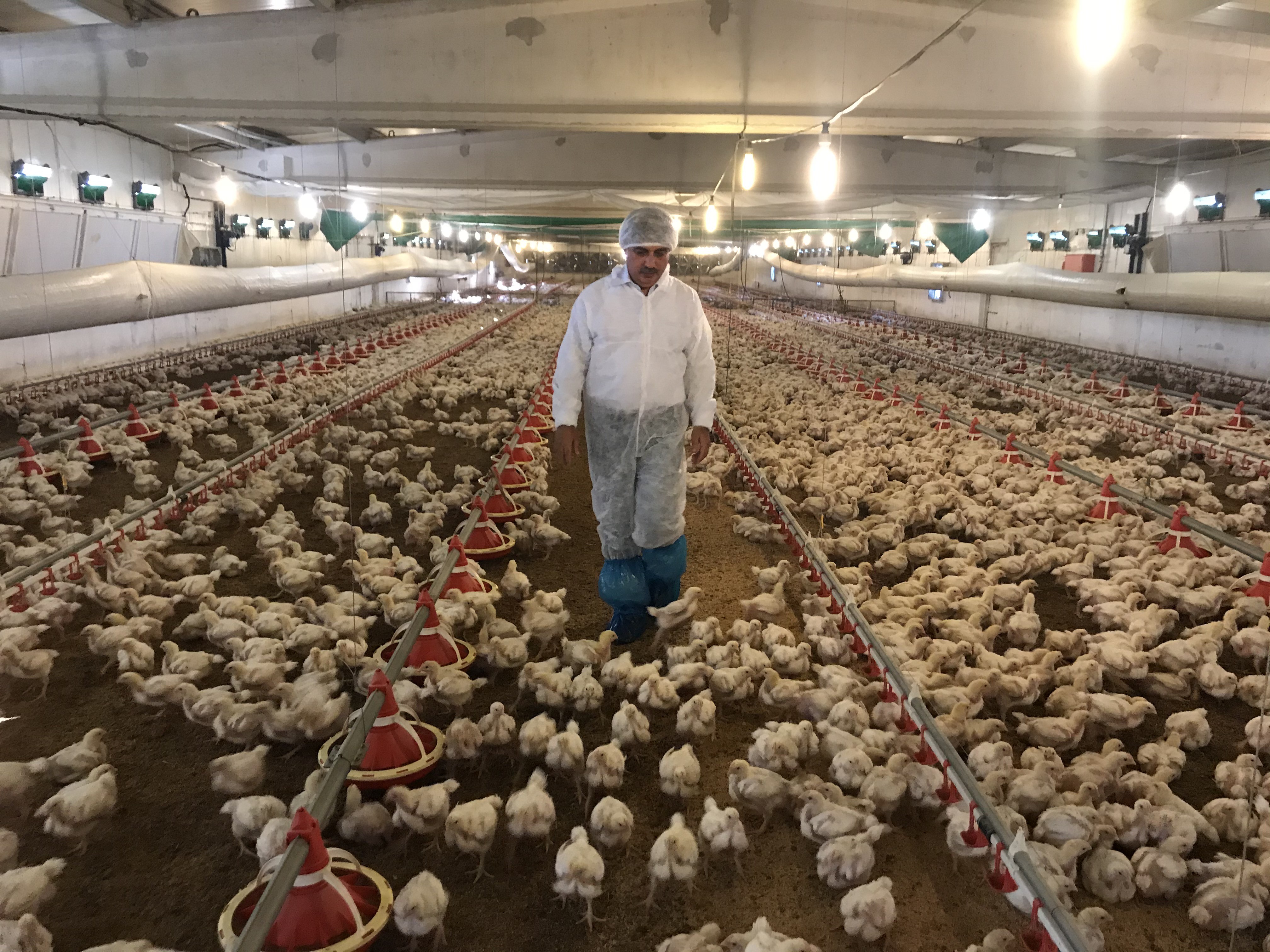 Et tavukları ‘akıllı’ kümeslerde yetişiyor