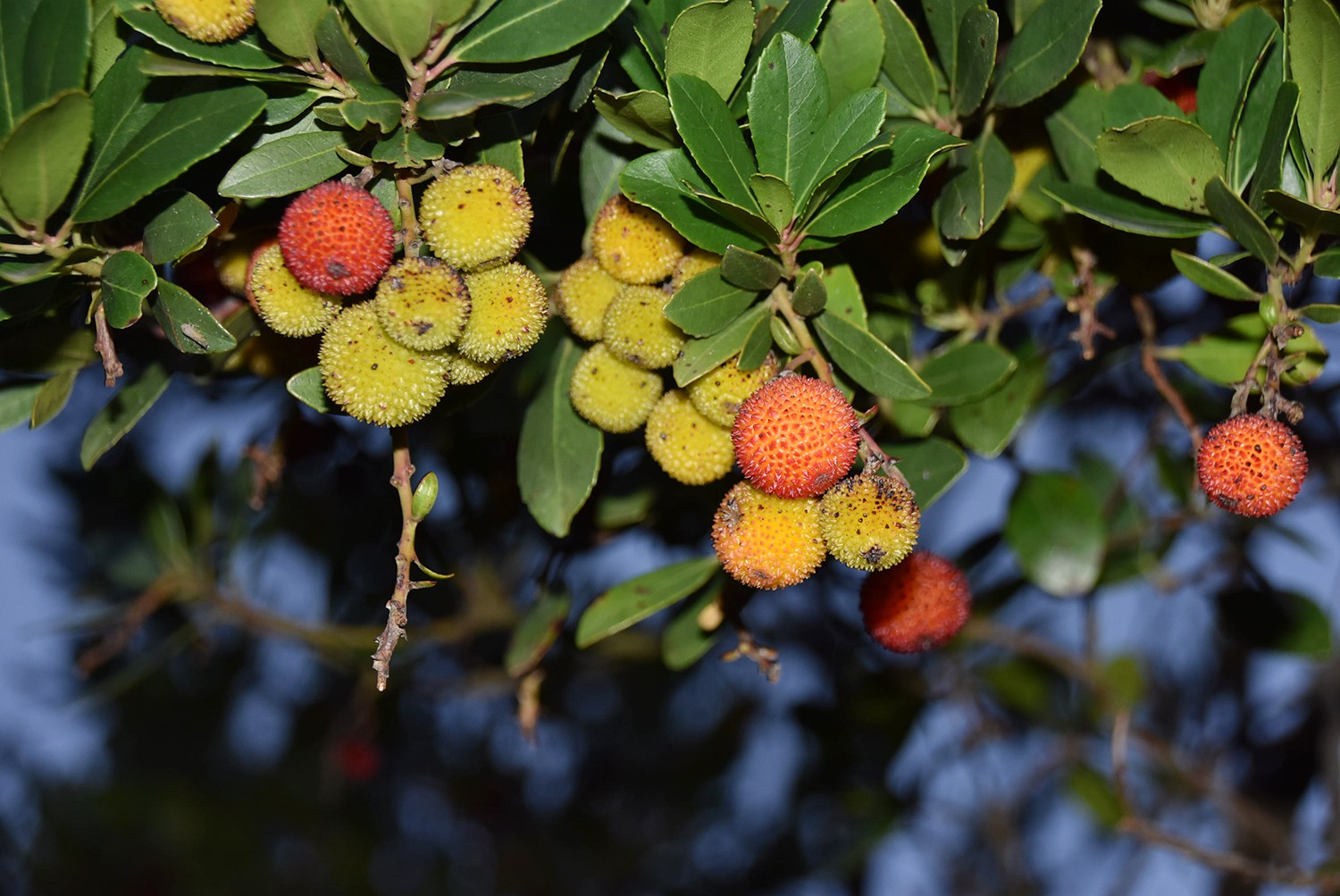 Kışın habercisi 'bilyedin' meyvesi