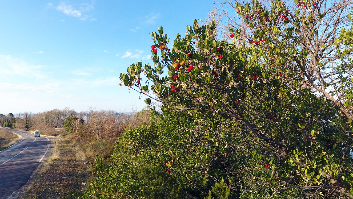 Kışın habercisi 'bilyedin' meyvesi