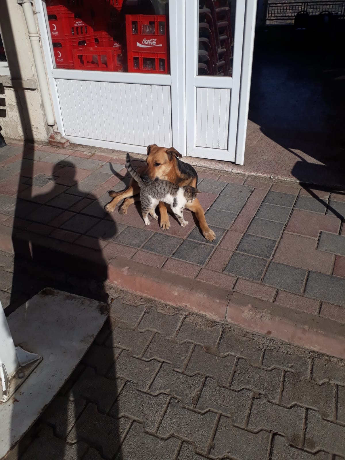 Kedi ve köpeğin dostluğu görenleri şaşırtıyor
