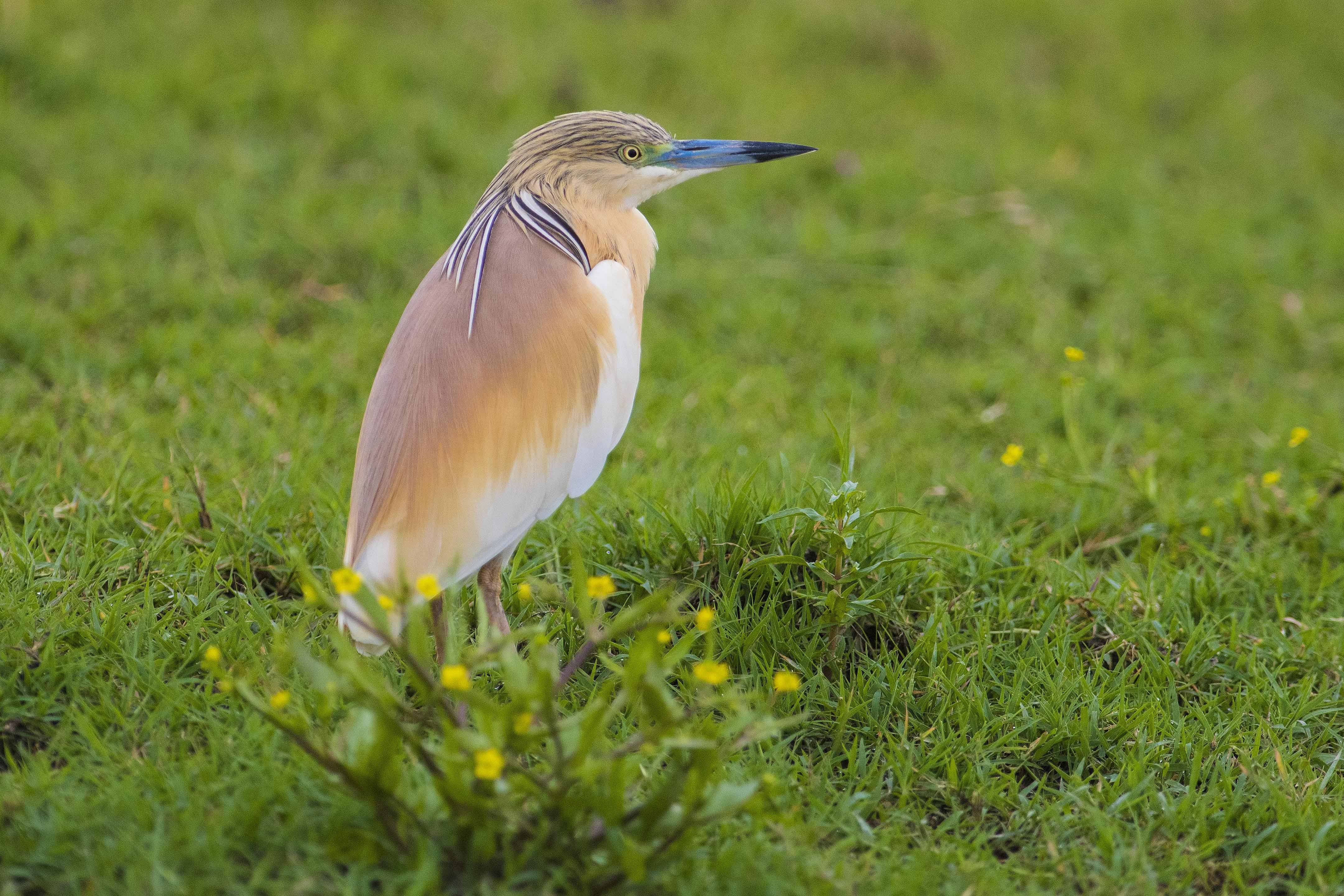 Bursalı doğa fotoğrafçısının hazırladığı yaban hayatı klibi beğeni topladı