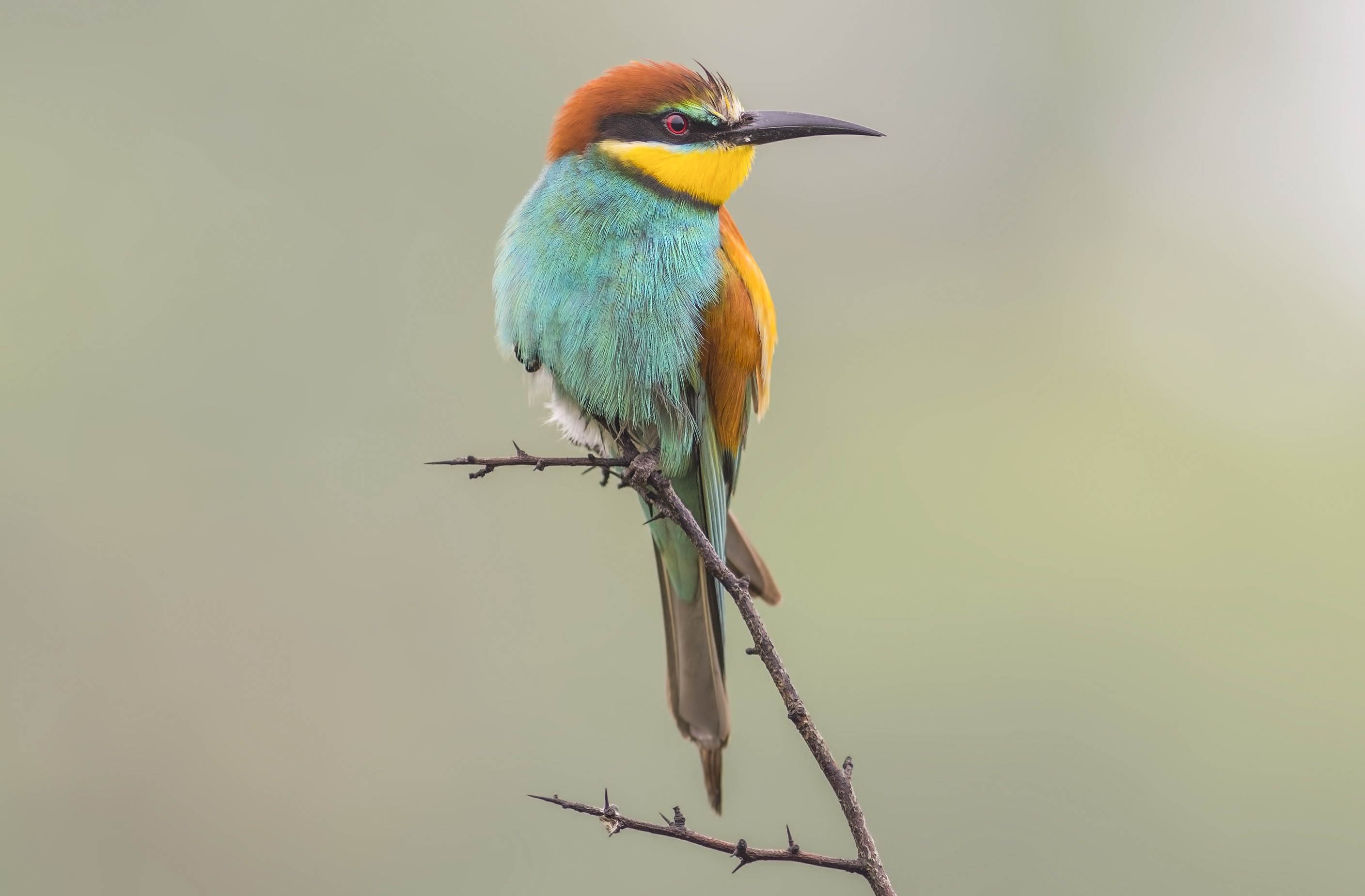 Bursalı doğa fotoğrafçısının hazırladığı yaban hayatı klibi beğeni topladı