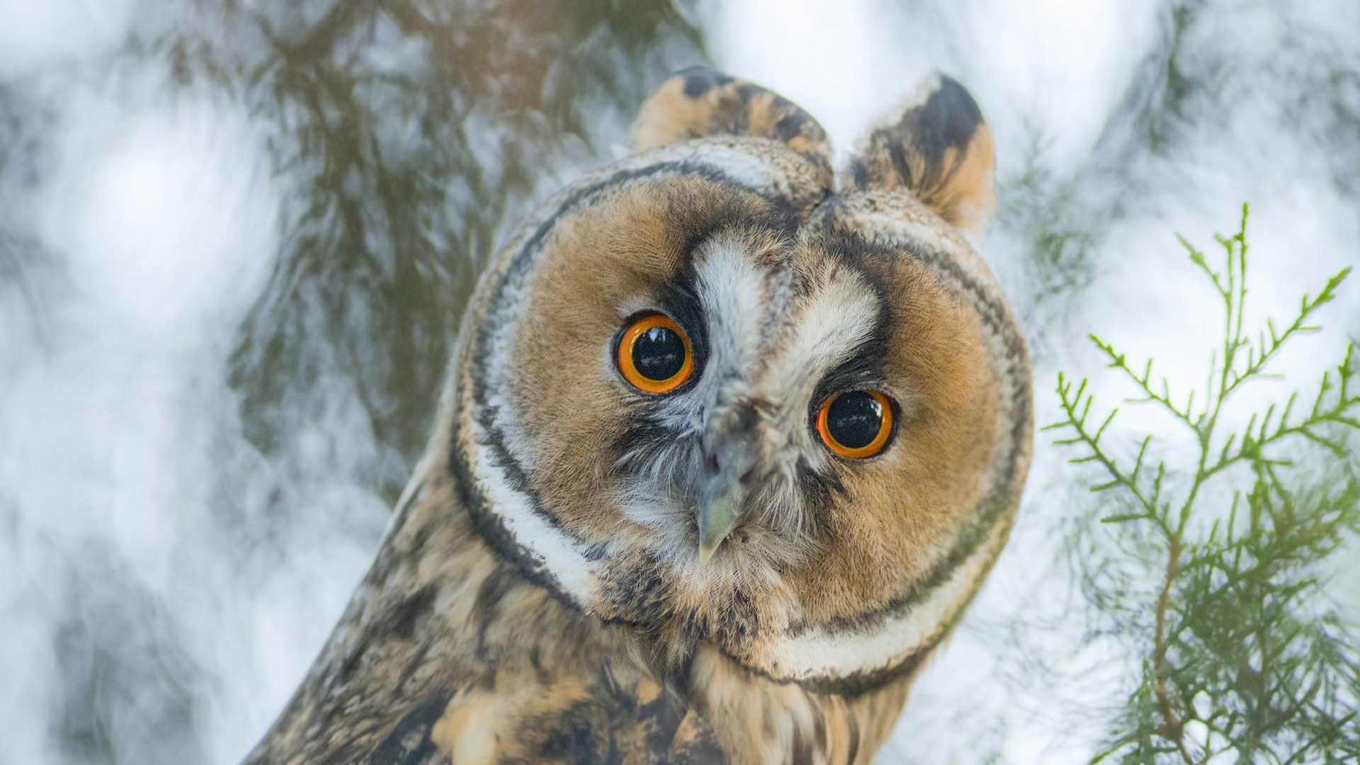 Bursalı doğa fotoğrafçısının hazırladığı yaban hayatı klibi beğeni topladı