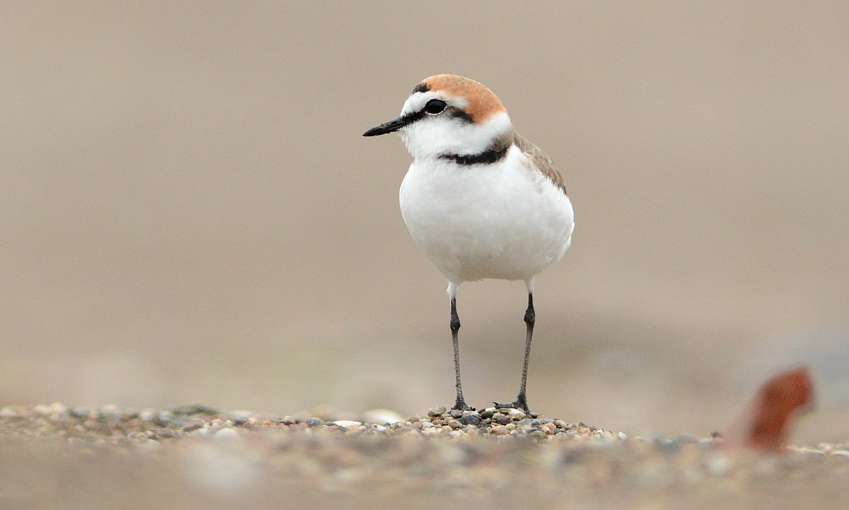 Bursalı doğa fotoğrafçısının hazırladığı yaban hayatı klibi beğeni topladı