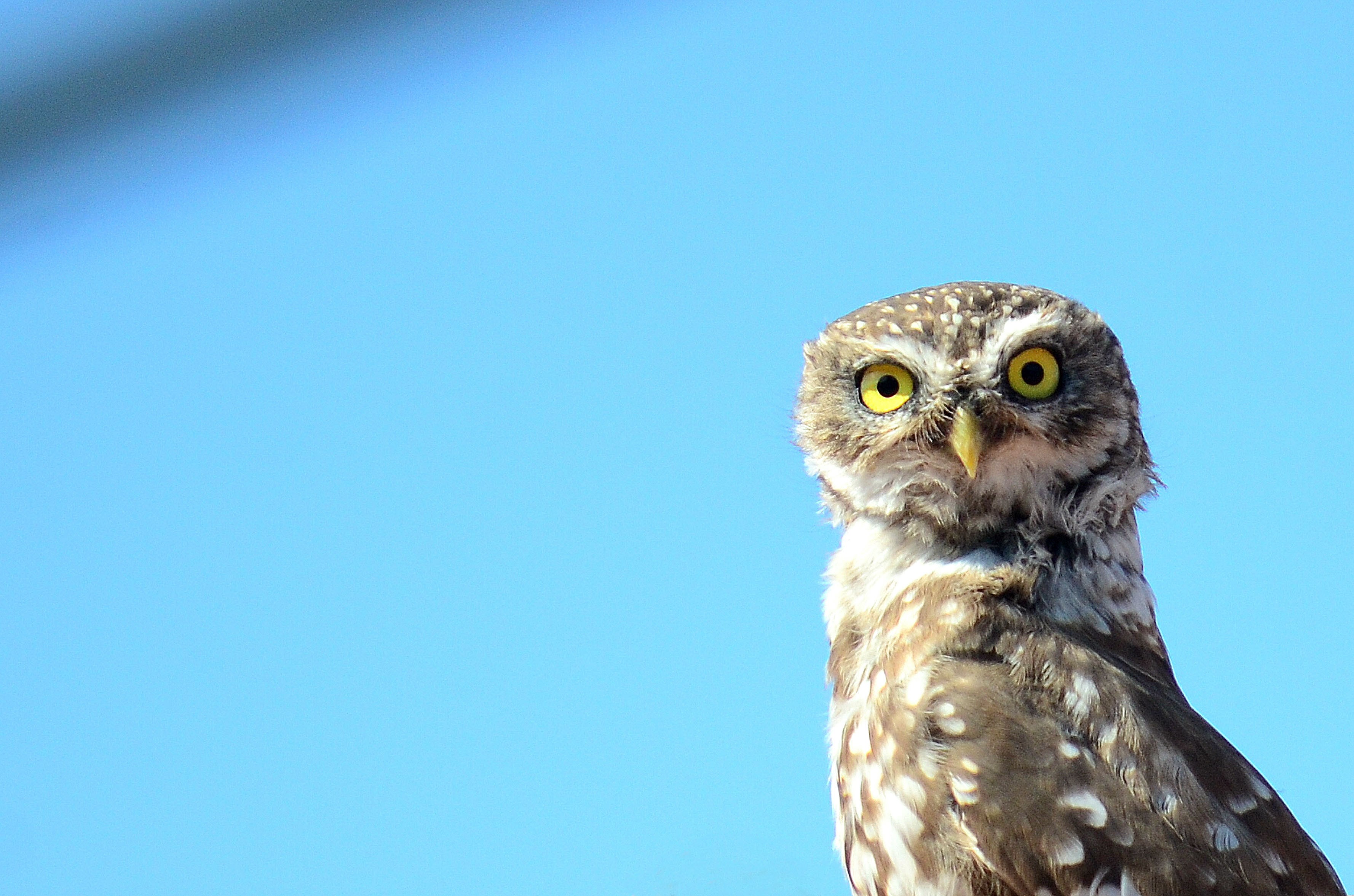 Bursalı doğa fotoğrafçısının hazırladığı yaban hayatı klibi beğeni topladı