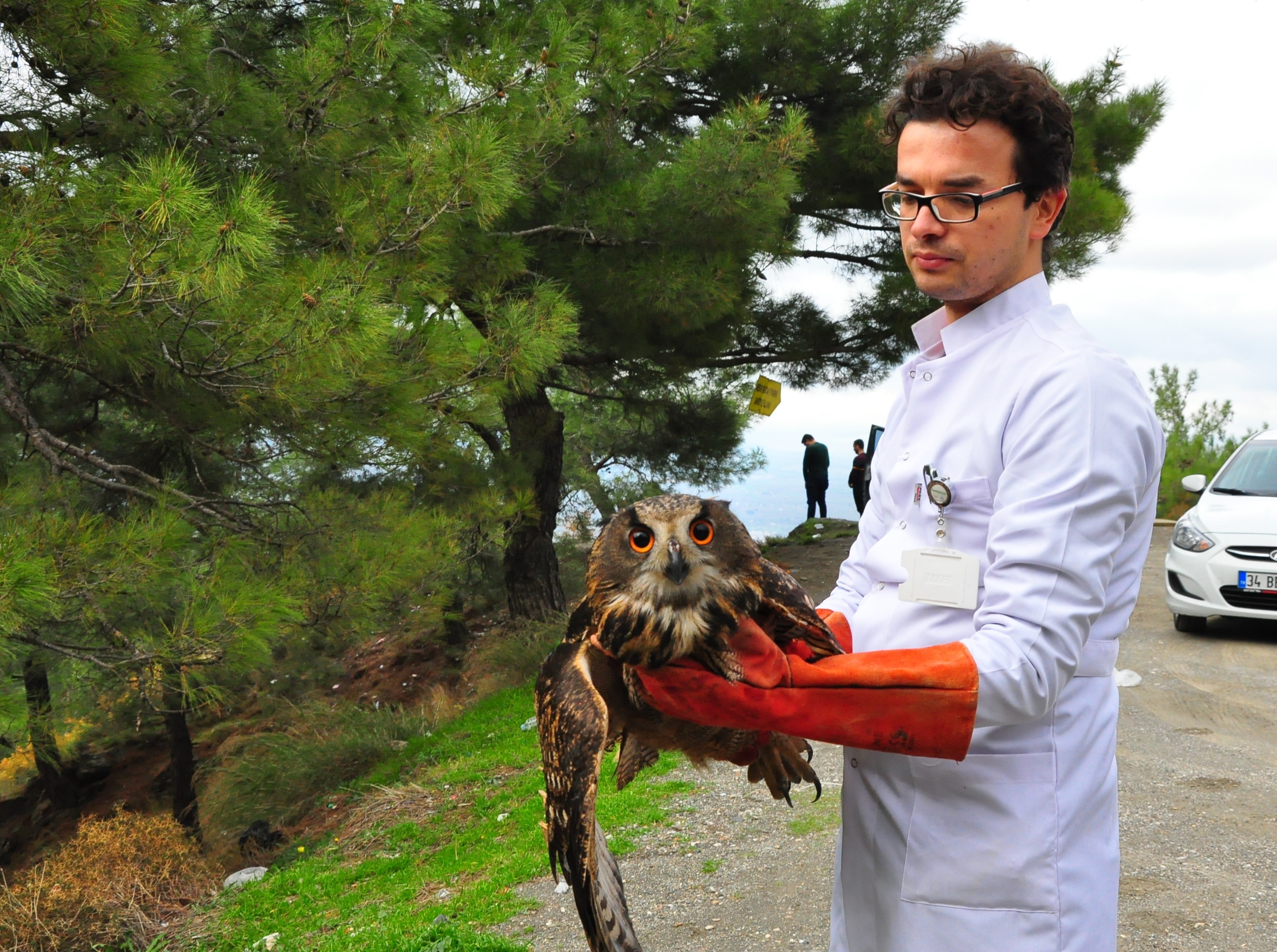Tedavisi tamamlanan Avrasya Kartal Baykuş’u doğaya salındı