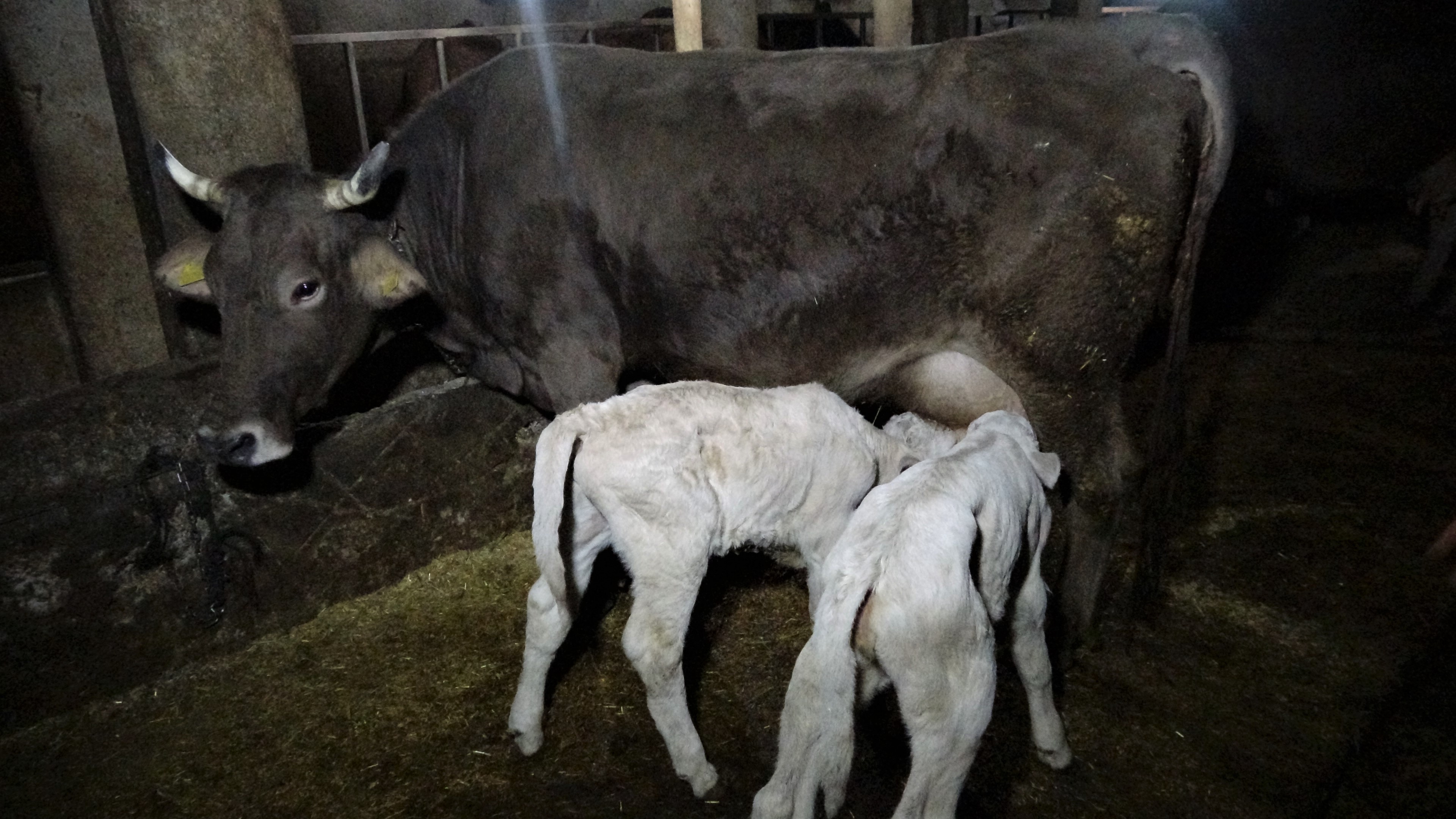 Tokatlı besicinin ikiz buzağı sevinci