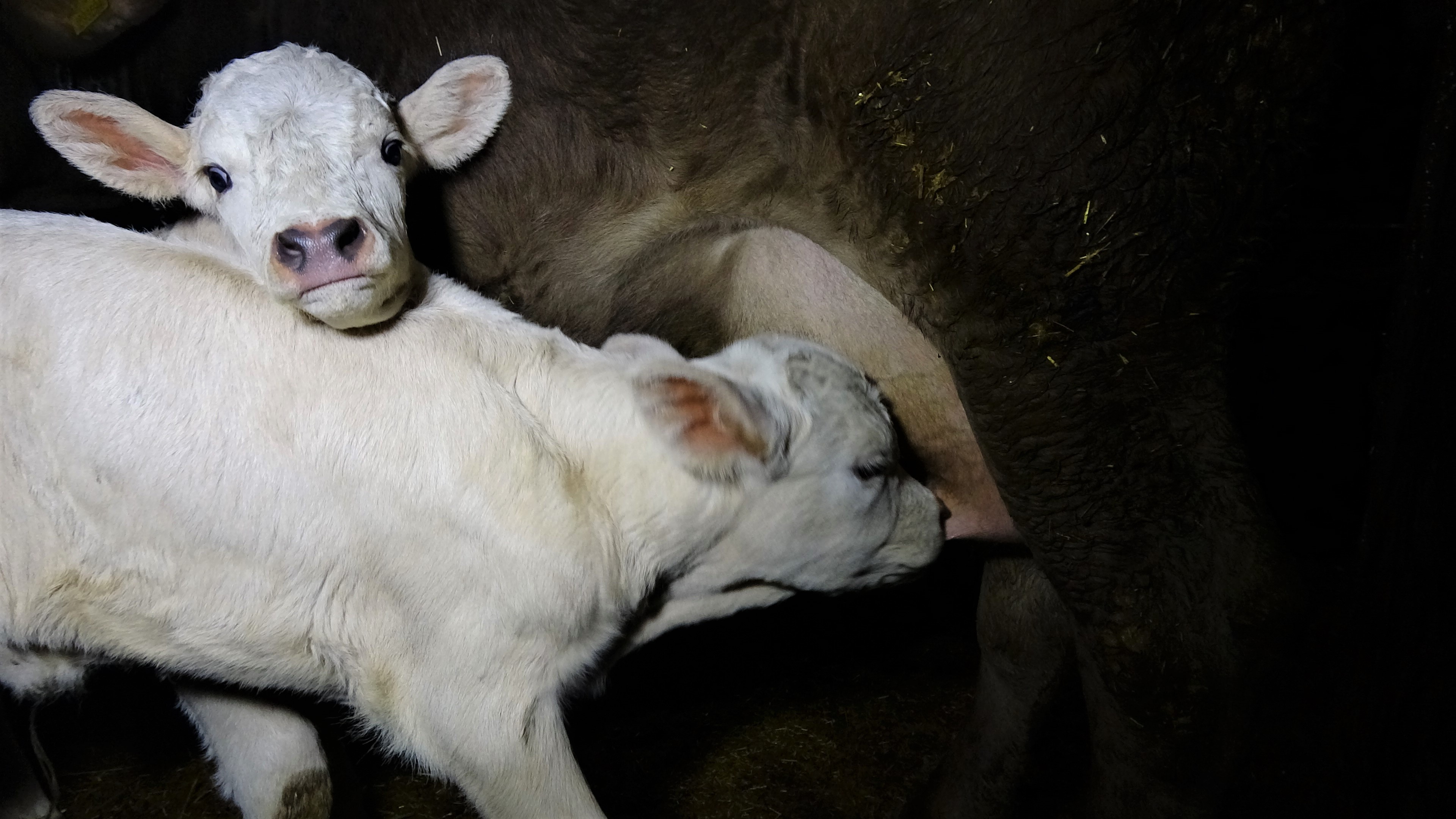Tokatlı besicinin ikiz buzağı sevinci