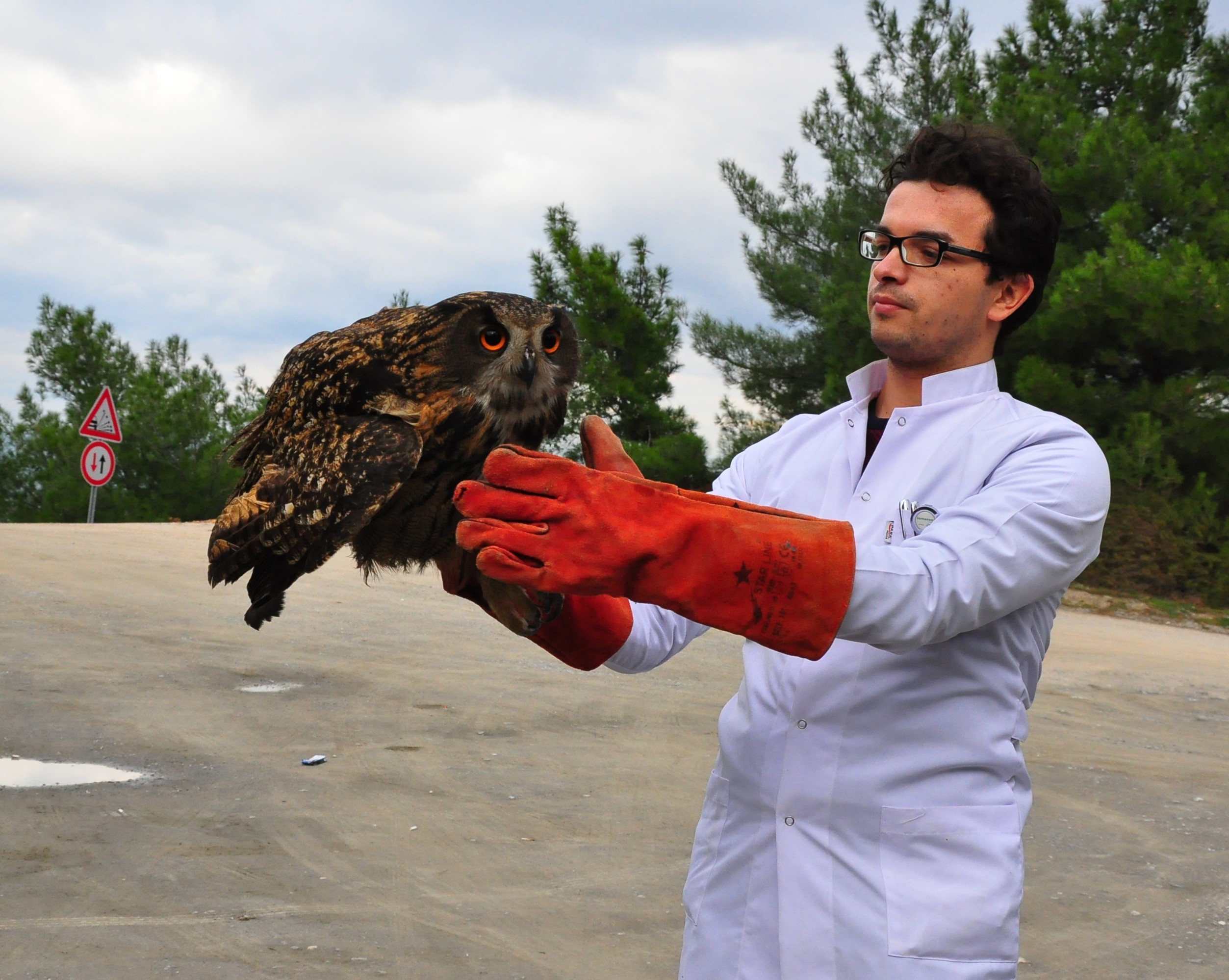 Tedavisi tamamlanan Avrasya Kartal Baykuş’u doğaya salındı