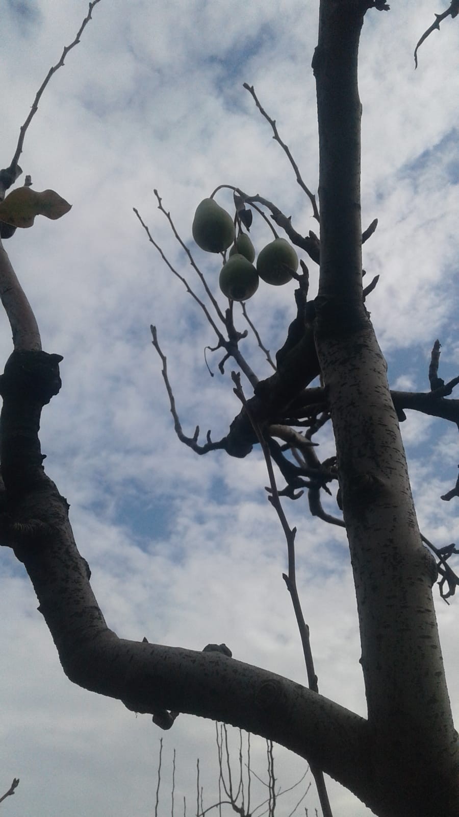 Armut ağacı mevsimi şaşırdı