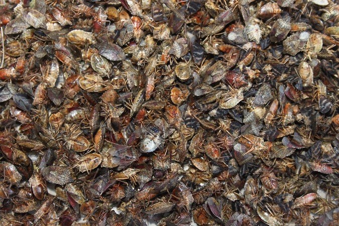 İstilacı böcekler tarım arazilerinden sonra ormanlara yöneldi