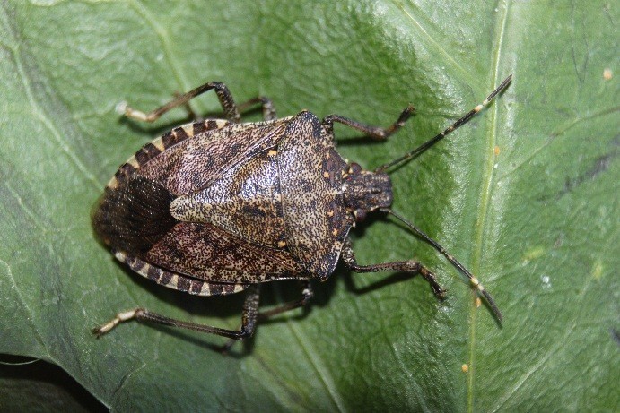 İstilacı böcekler tarım arazilerinden sonra ormanlara yöneldi