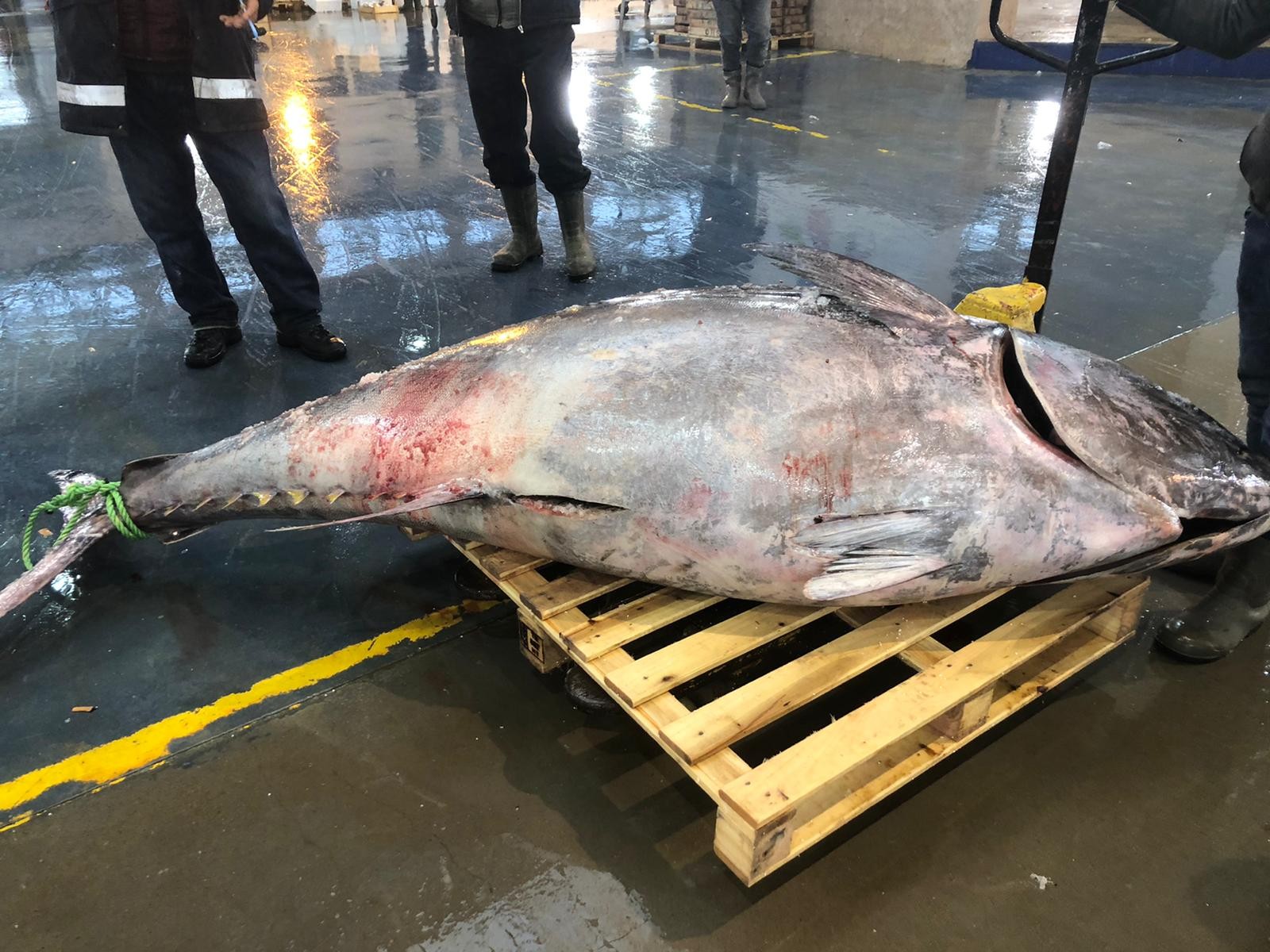 Sardalya avlarken, 450 kiloluk orkinos yakaladılar