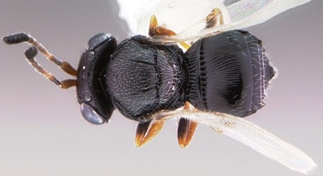 Kahverengi kokarca istilasına ‘Samuray’ çözümü