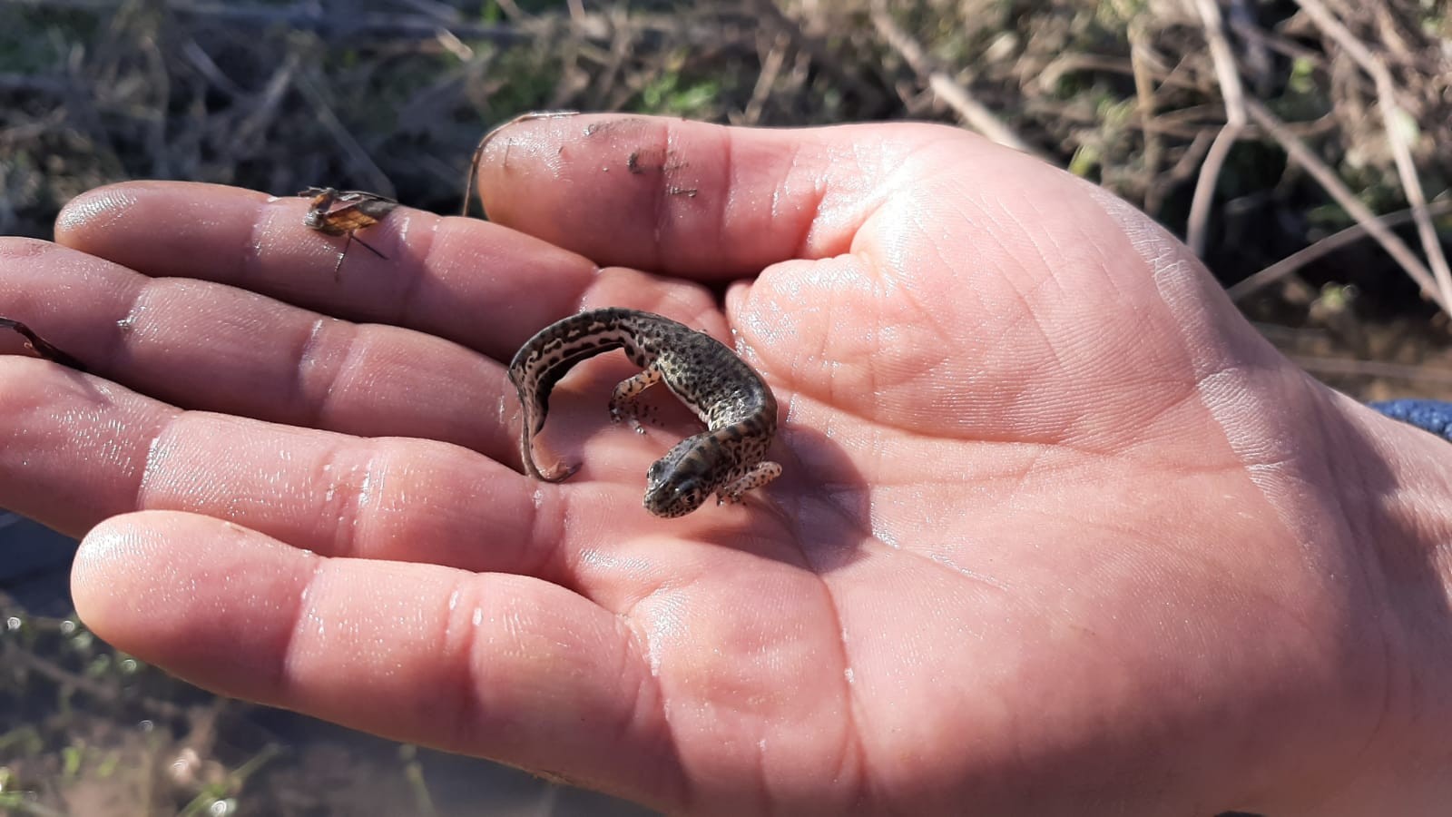 Su ejderhası sandıklar şeritli semender çıktı