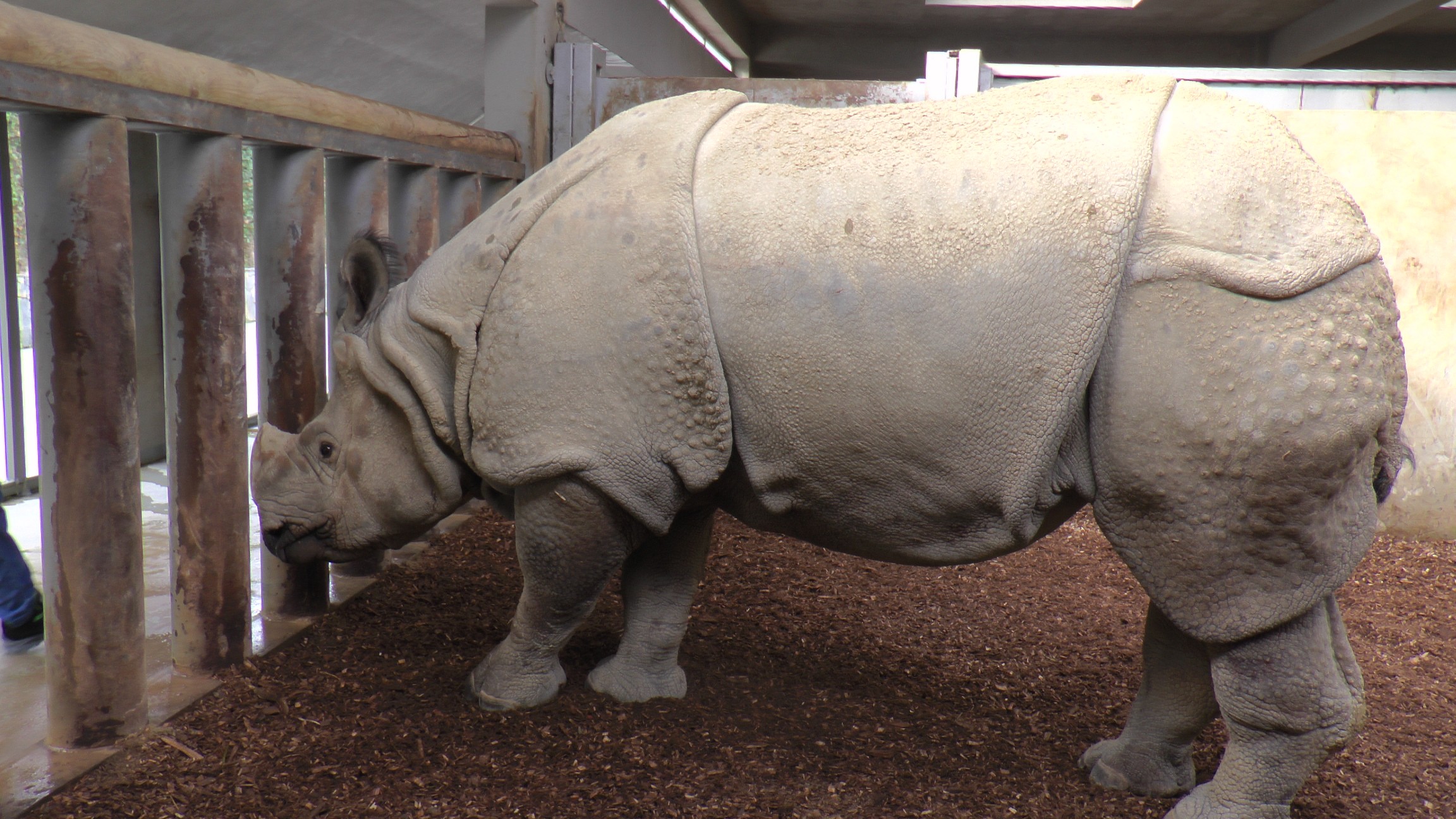 Zırhlı Hint Gergedan'ı Samir'in ayak bakımı keyfi