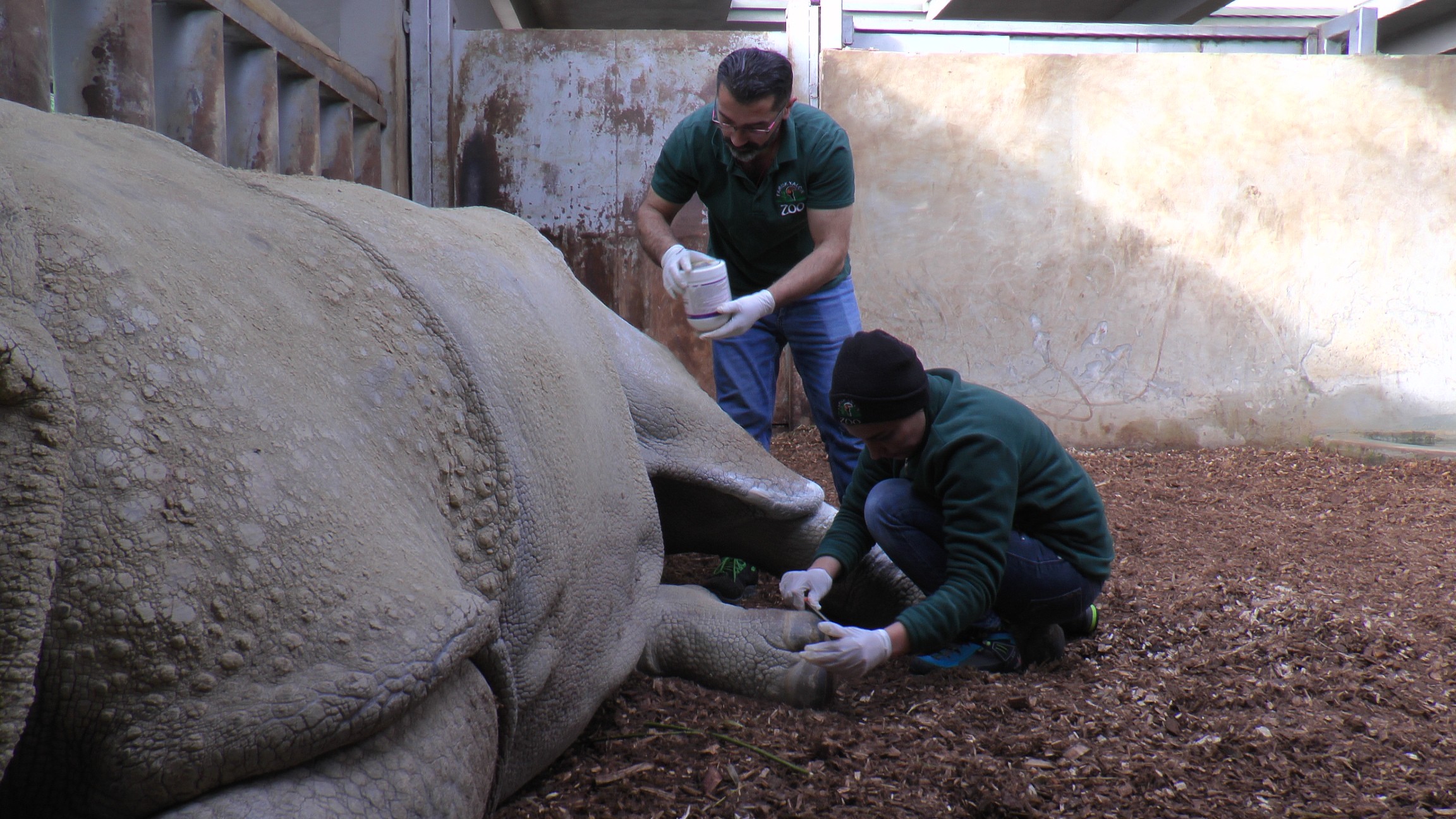 Zırhlı Hint Gergedan'ı Samir'in ayak bakımı keyfi