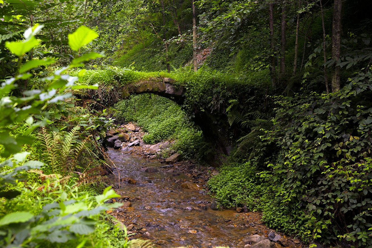 Güneysu Belediye Başkanı Özer: Salgın çay üretimini aksatmayacak