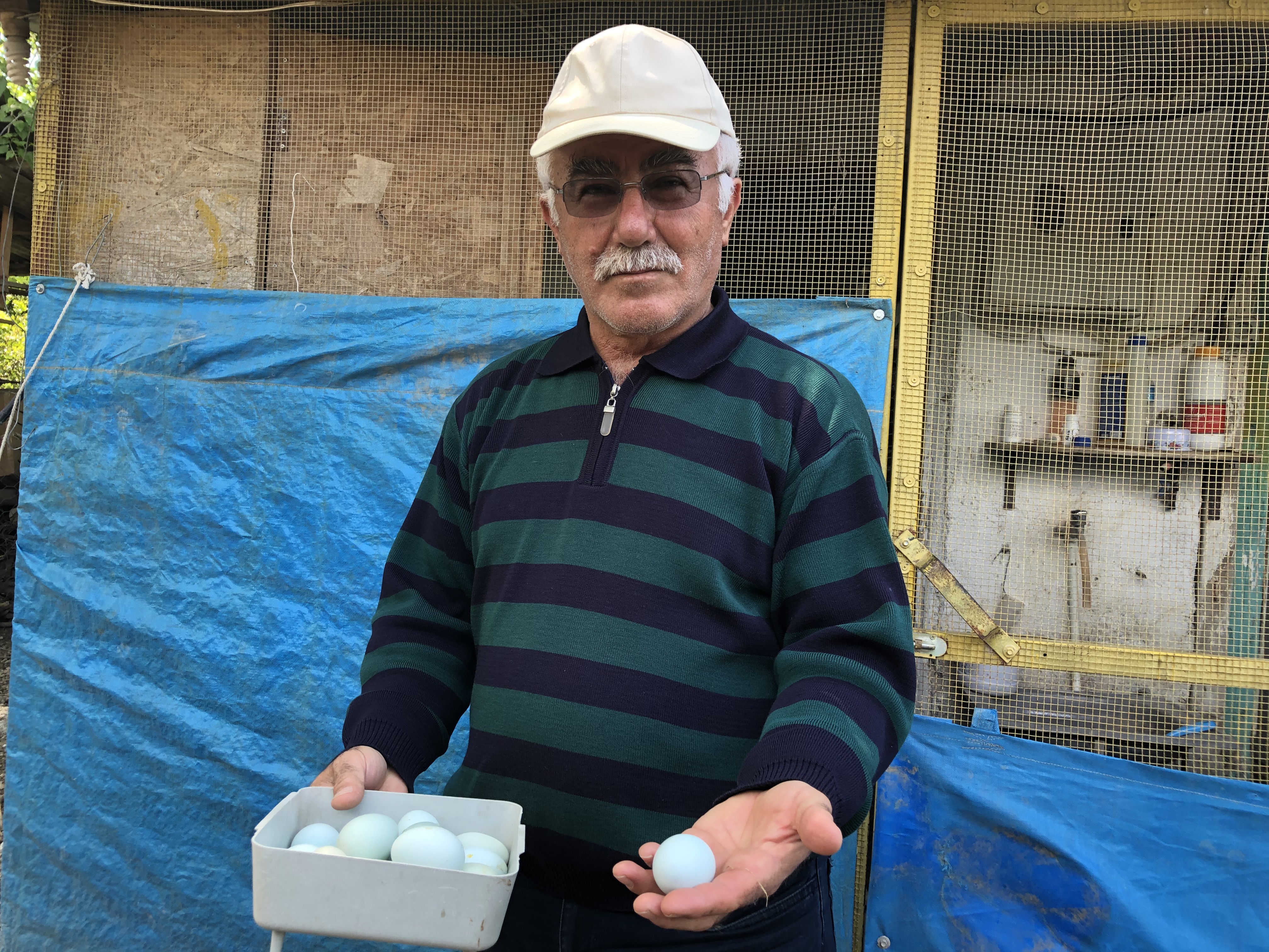 Mavi yumurtlayan tavuk görenleri şaşırtıyor