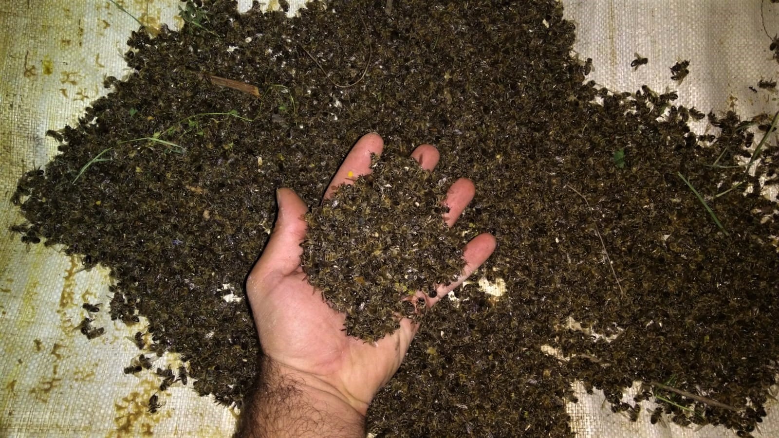 Bursa'da binlerce arının şok eden ölümü...Ölen arılarıyla müdürlüğe geldiler