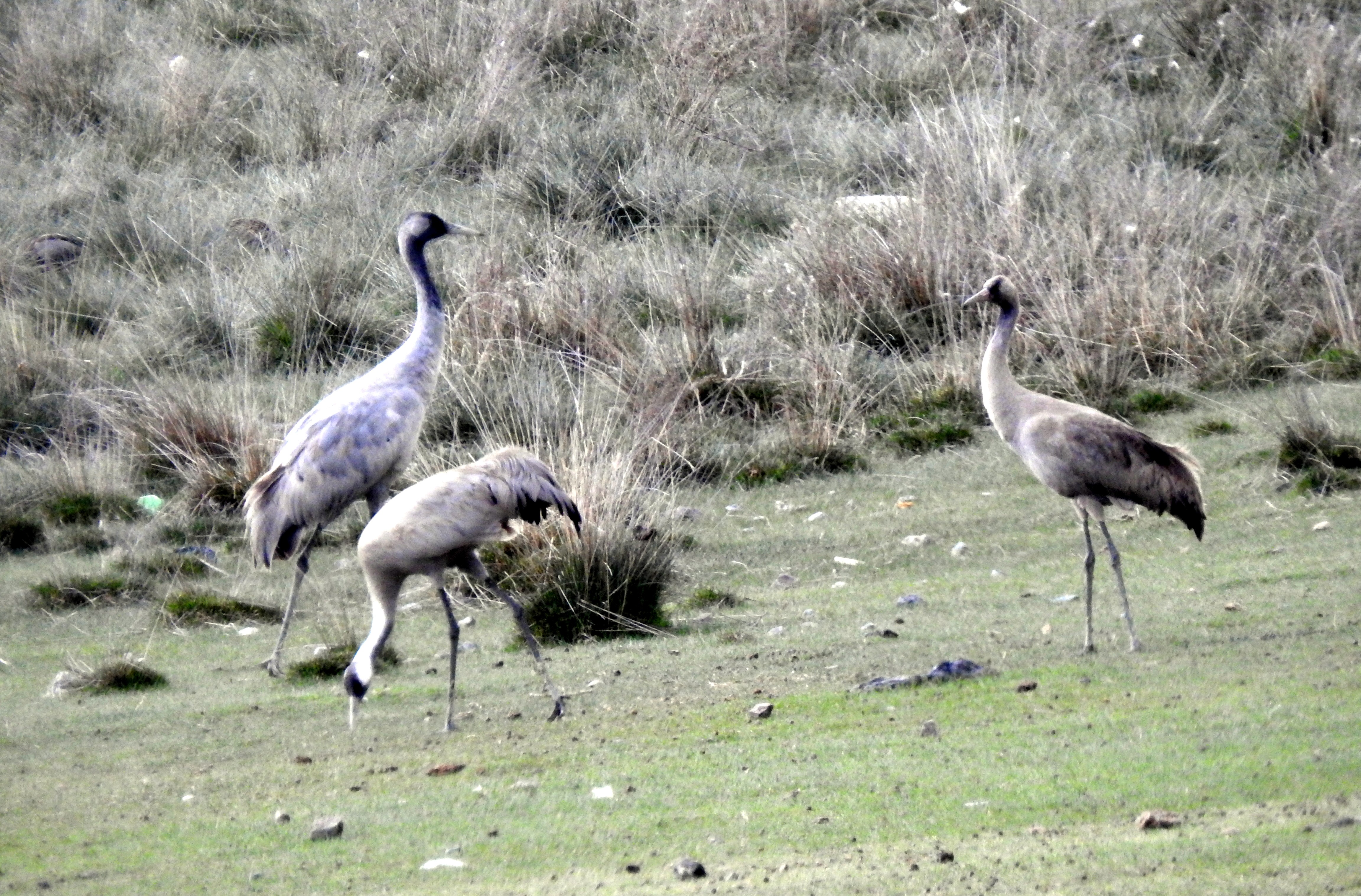 Nesli tükenme tehlikesi altında olan turnalar, Ekşisu Sazlığında görüntülendi