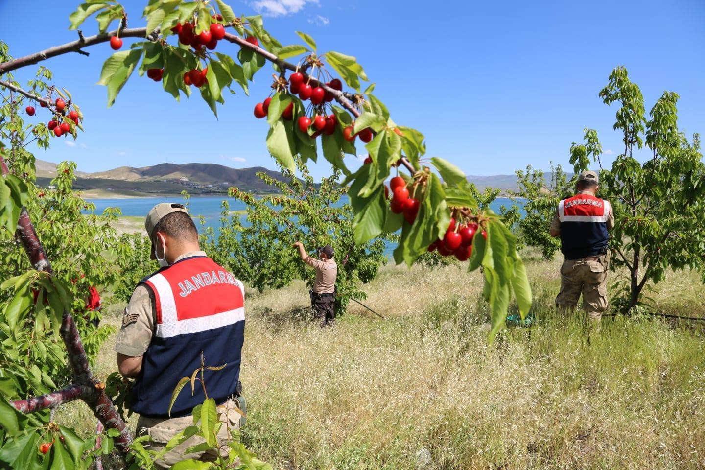 Robinson Ziya dedenin kirazları yetişti, Vefalı eller topladı, 65 yaş üstüne ulaştırdı