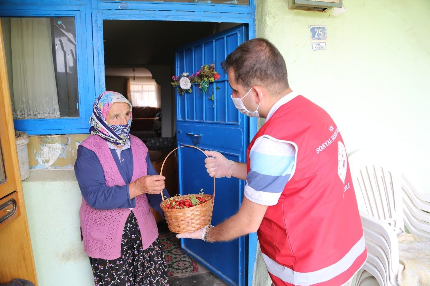 Robinson Ziya dedenin kirazları yetişti, Vefalı eller topladı, 65 yaş üstüne ulaştırdı