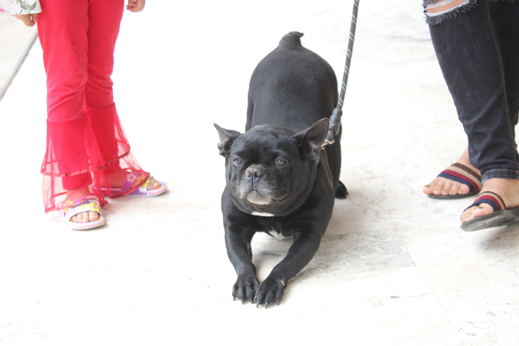 Köpeği huysuzlanınca fark etti, 1,5 metrelik engerek yılanını plastik kovayla yakaladı