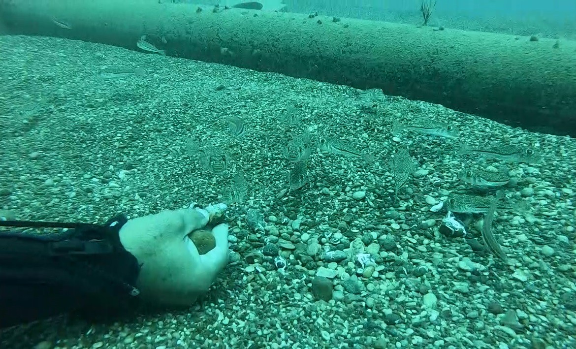 Görenin arkasına bakmadan kaçtığı Balon Balığı sürüsünü elleriyle akvaryum balığı gibi besledi