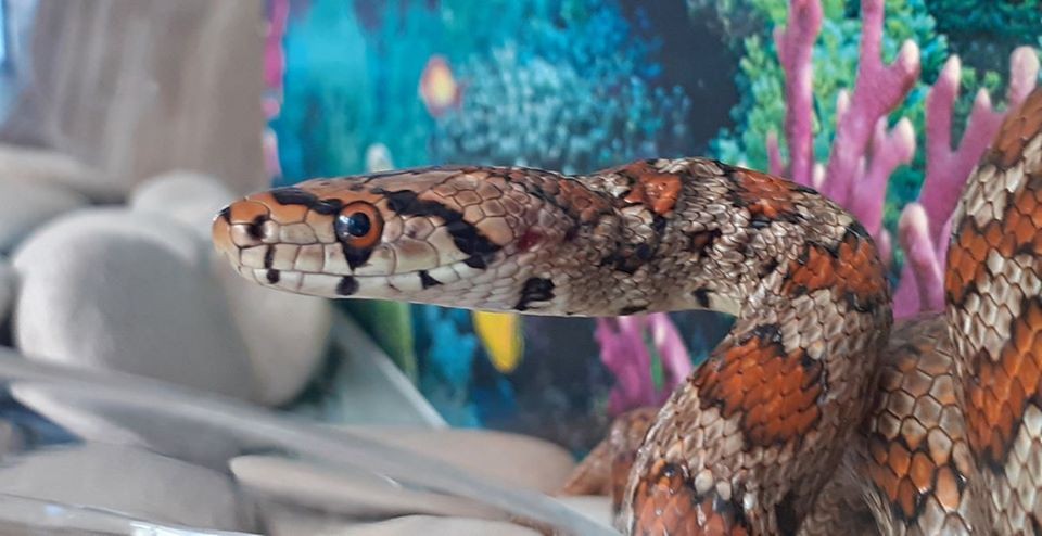 Likyalı değil ev yılanı çıktı