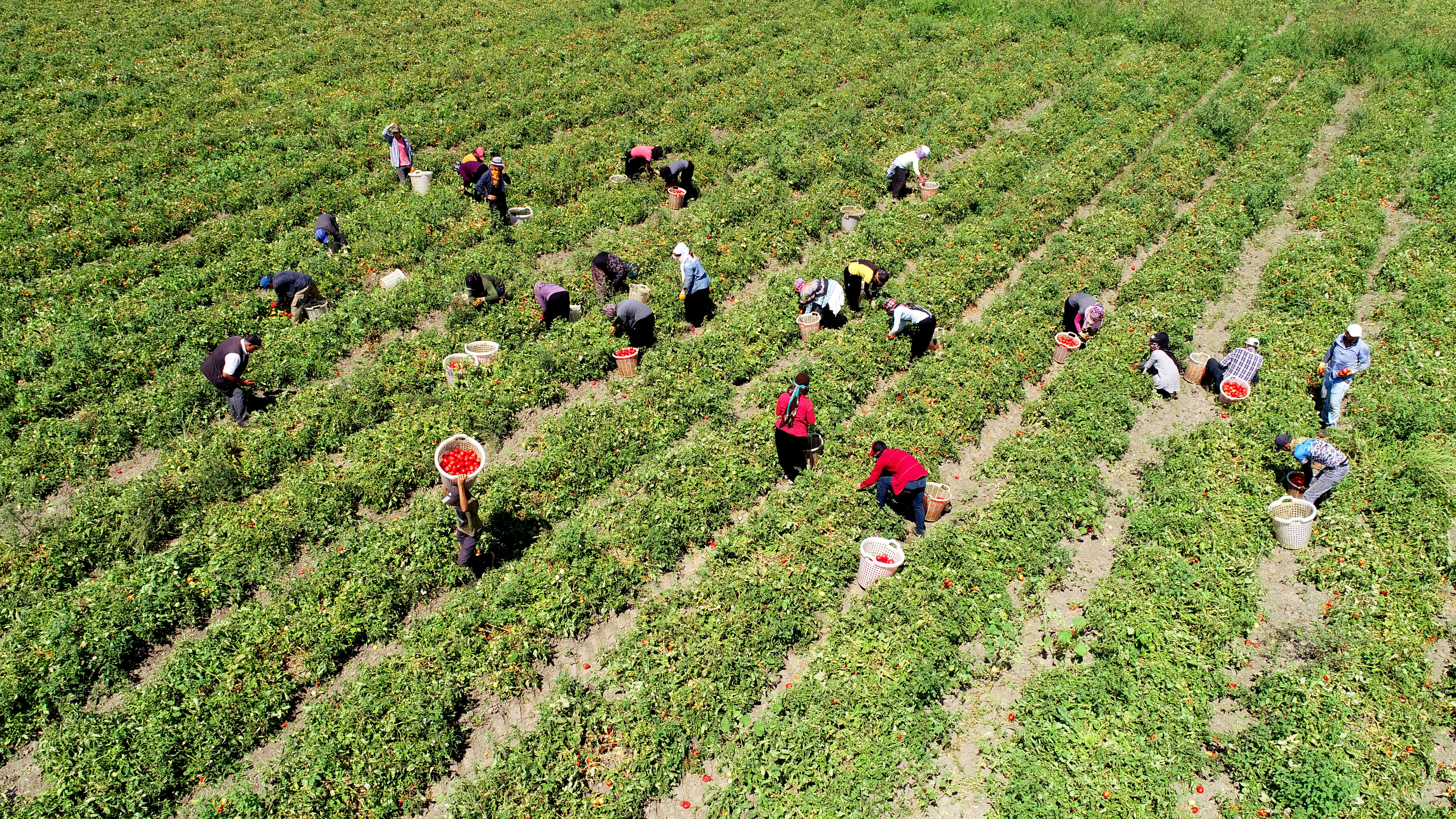 Domates tarlada 60 kuruşa düştü
